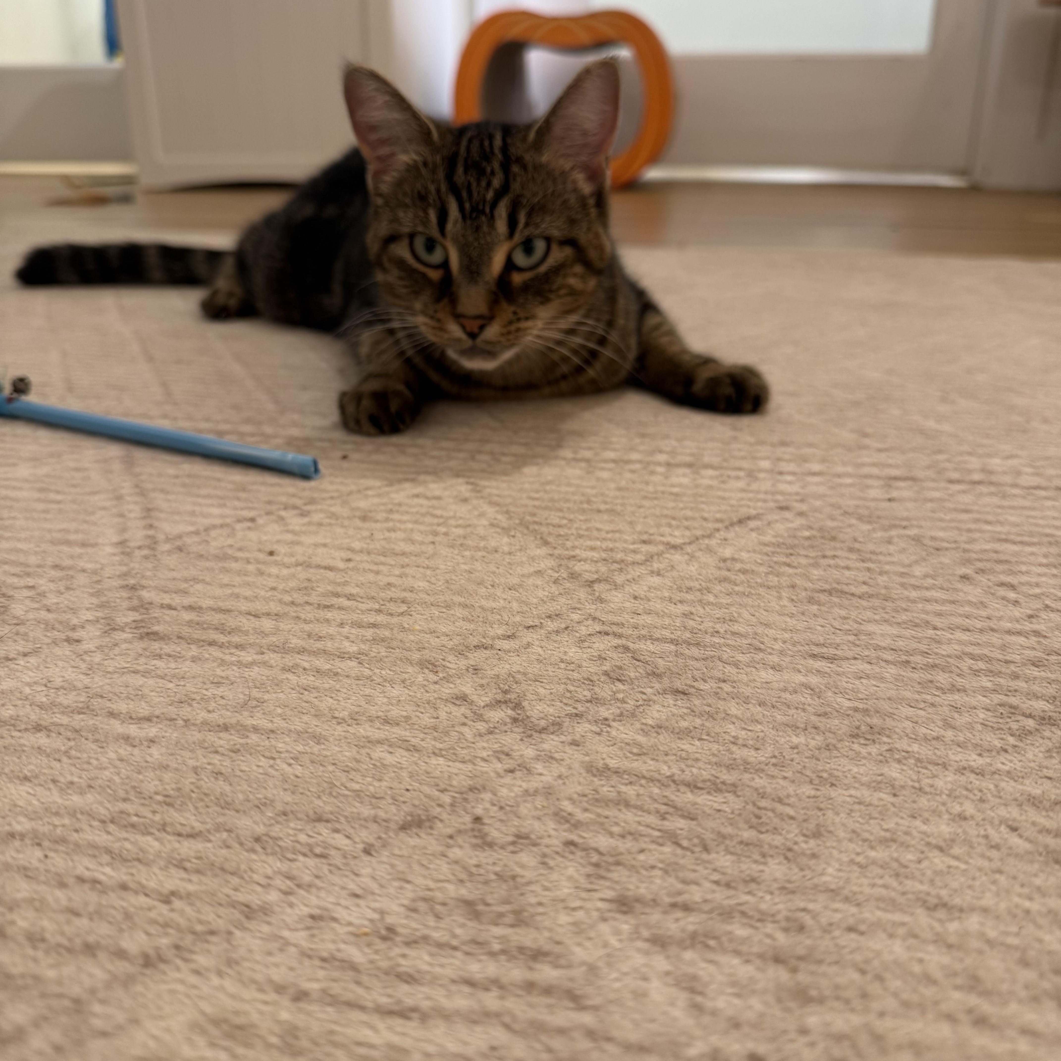 Enlarge Bonita, a Adoptable Domestic Short Hair in Old Saybrook, CT image 4/4