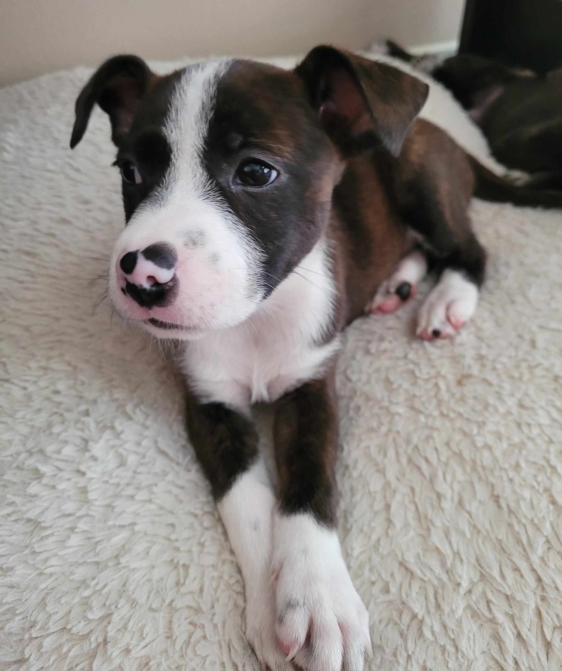 Mary Pit Bull Terrier Dog