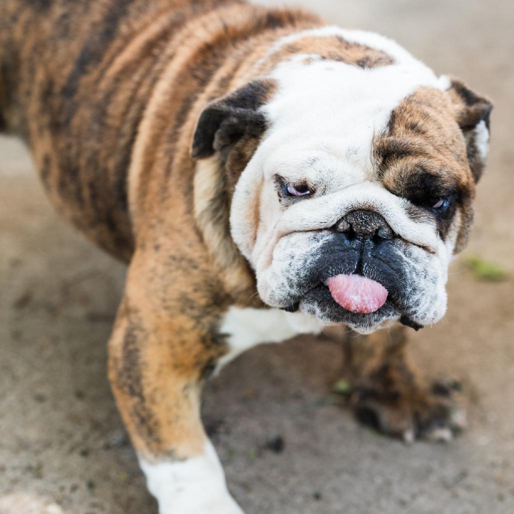 Ada Mae, Adoptable, Young Female English Bulldog.