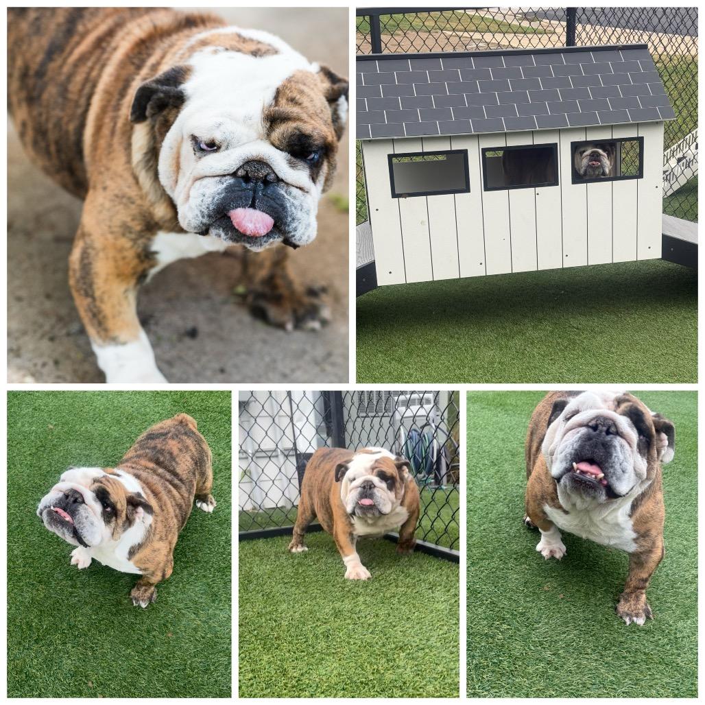 Ada Mae, Adoptable, Young Female English Bulldog.