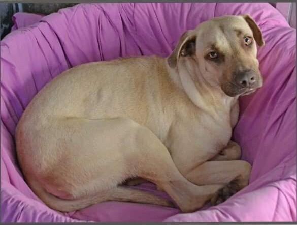 Cricket #50745, Adopted, Adult Female Black Mouth Cur.