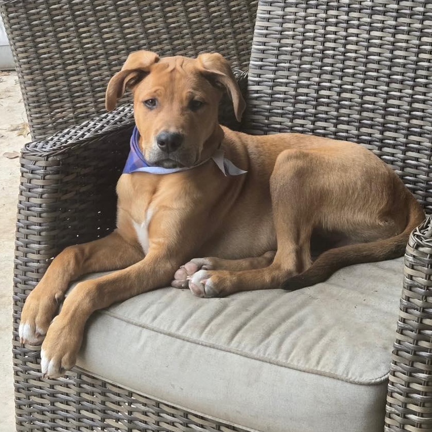 Bucky, ADOPTABLE, Puppy Male Labrador Retriever.