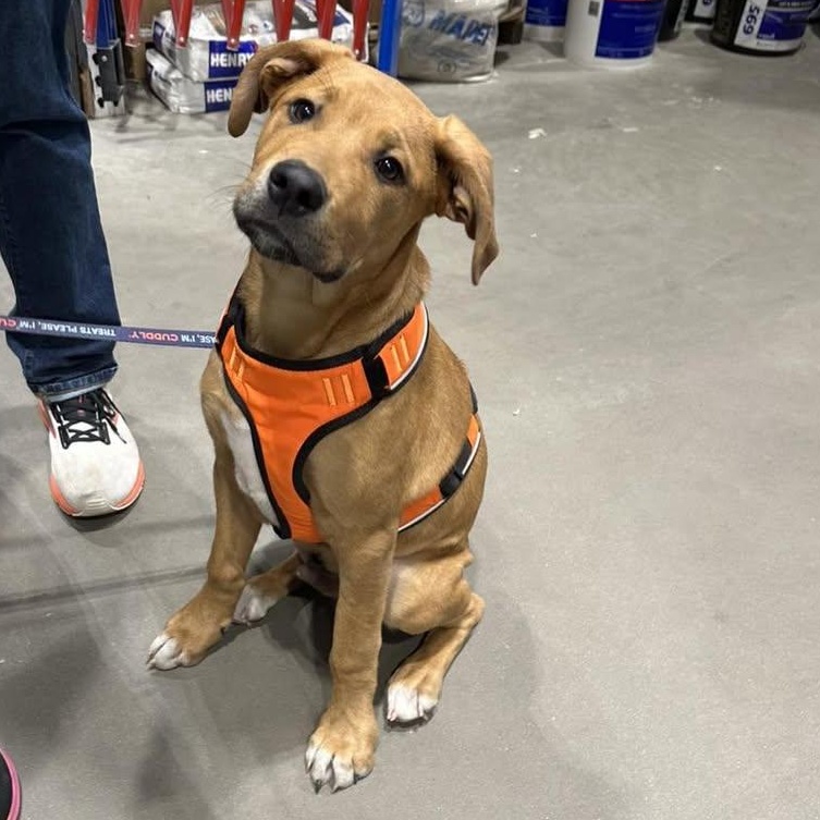 Enlarge Bucky, a ADOPTABLE mixed breed in Yukon, OK image 3/4