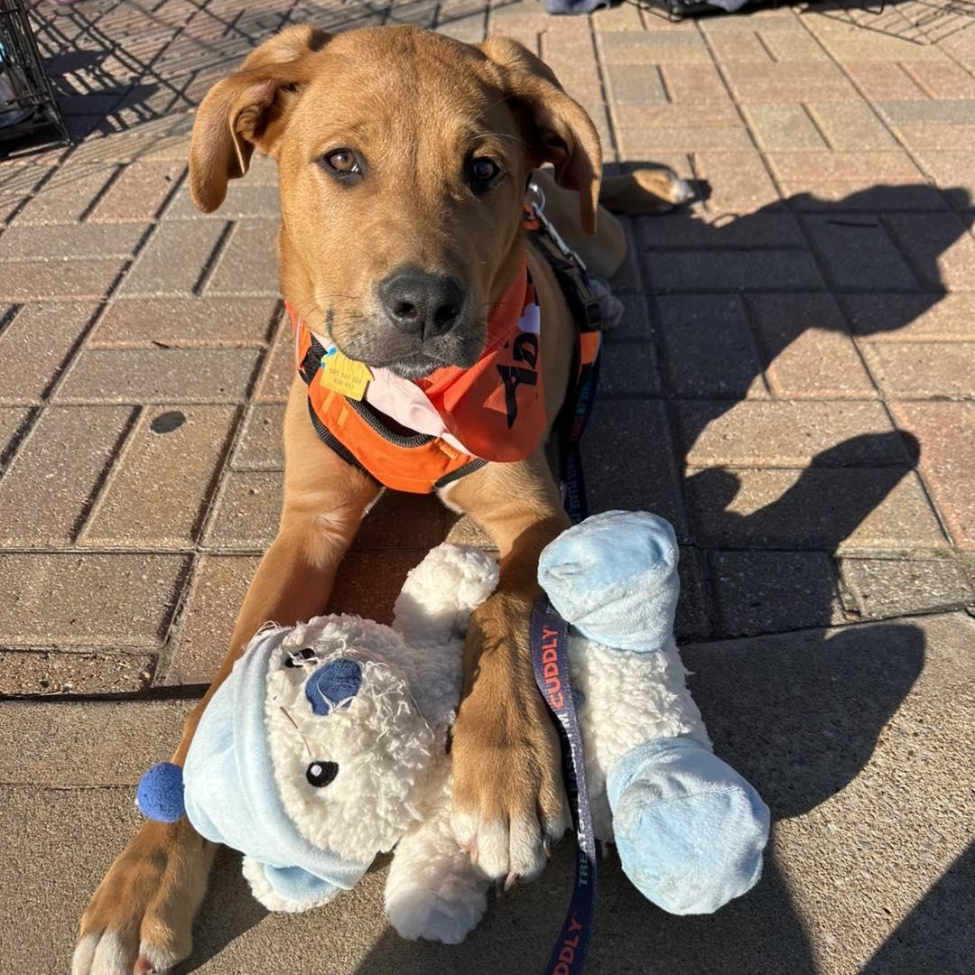 Enlarge Bucky, a ADOPTABLE mixed breed in Yukon, OK image 2/4