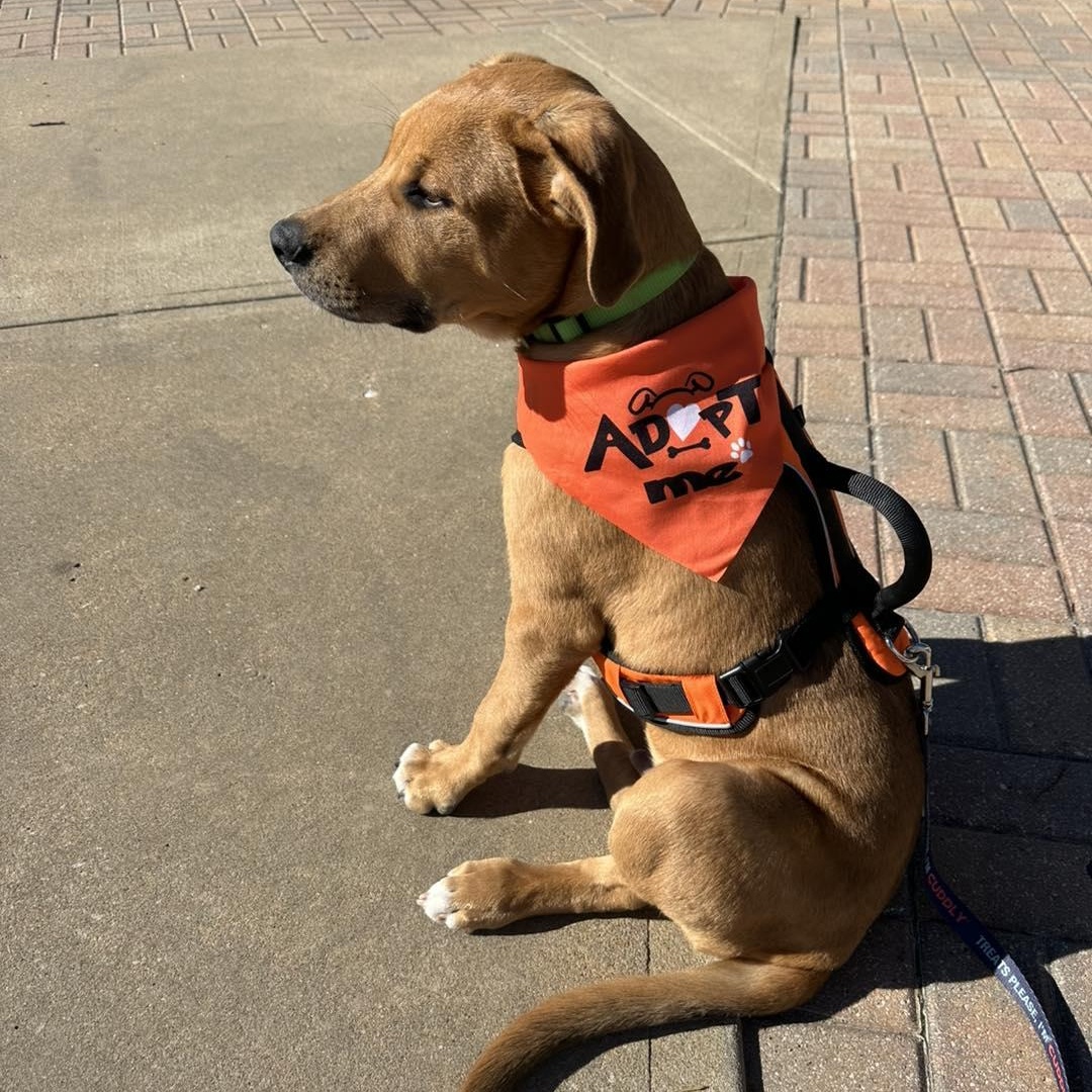 Enlarge Bucky, a ADOPTABLE mixed breed in Yukon, OK image 4/4