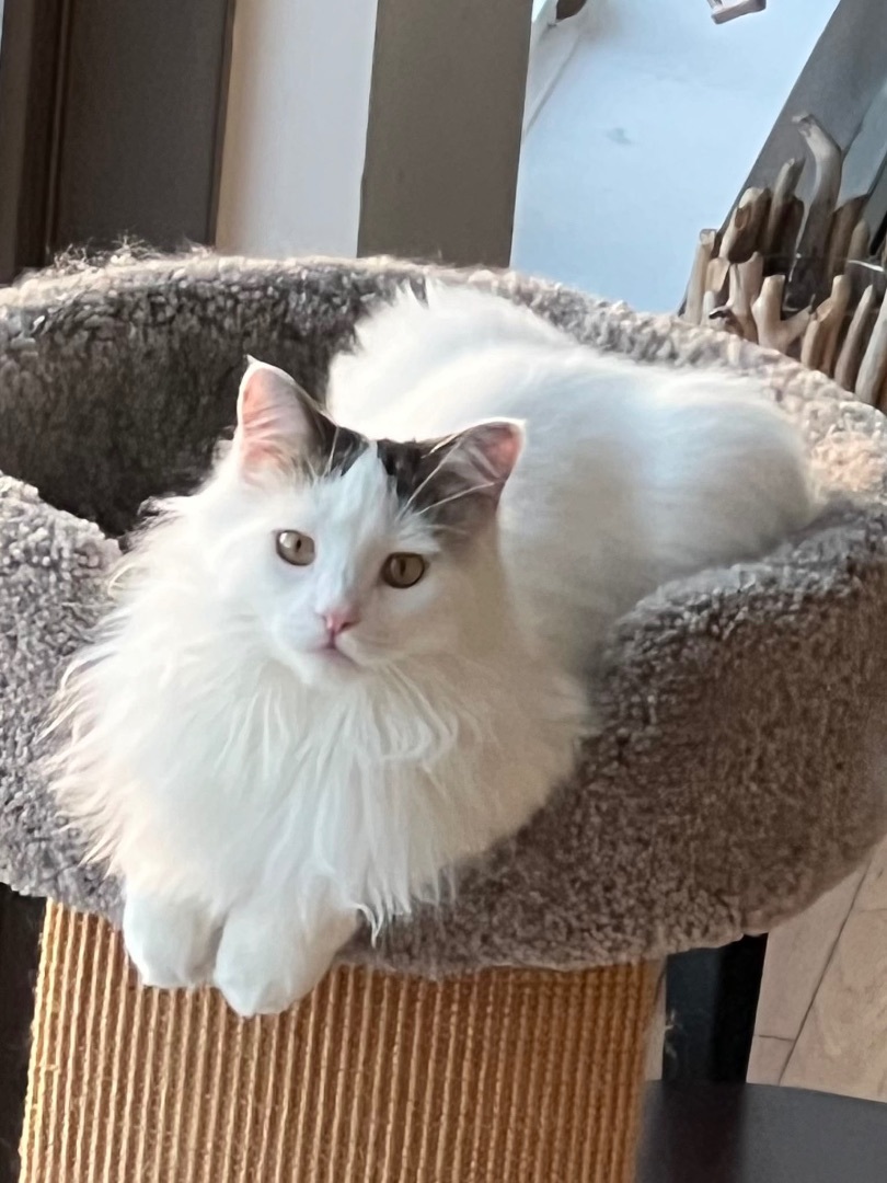 LOTUS, Adoptable, Young Female Domestic Long Hair & Turkish Van.