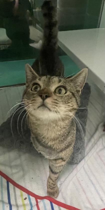 Trip, Adoptable, Adult Male Domestic Short Hair & Domestic Short Hair.