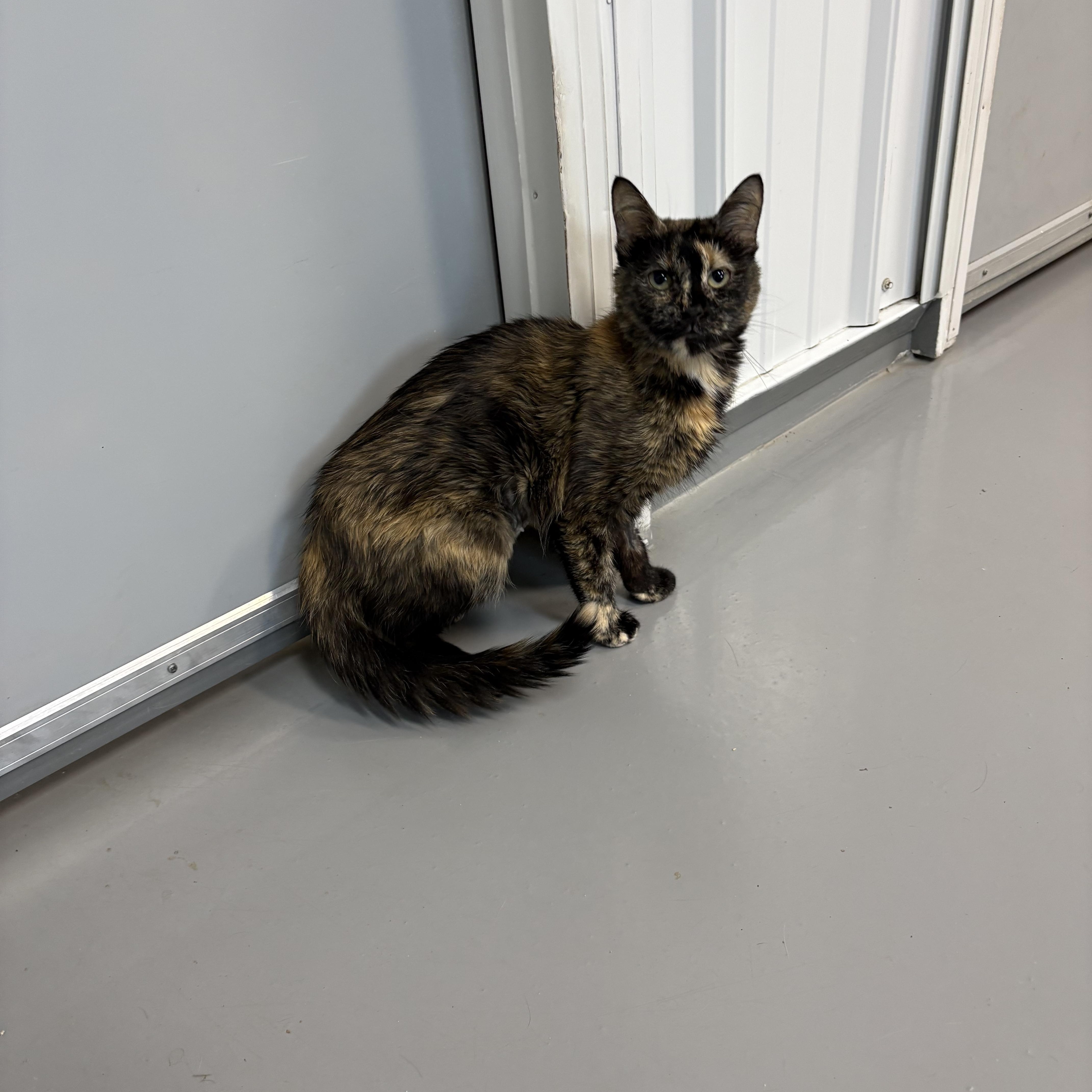 Enlarge Chai, a ADOPTABLE Tortoiseshell in Big Rapids, MI image 2/2