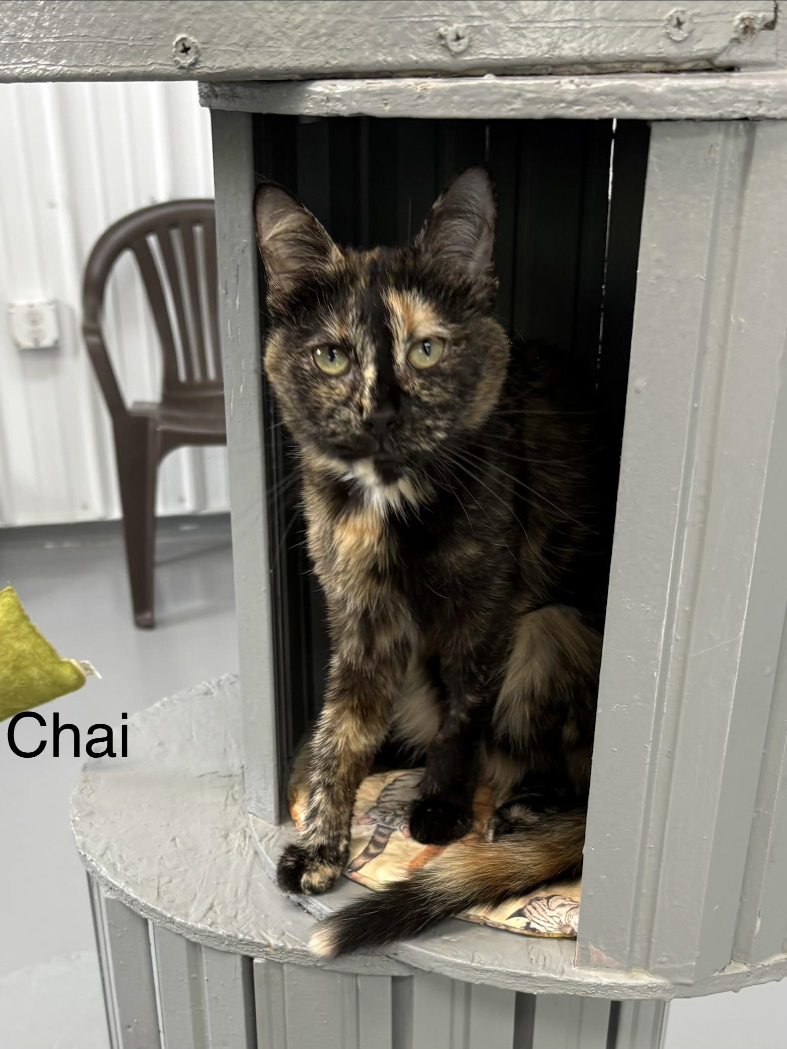 Chai, ADOPTABLE, Adult Female Tortoiseshell.