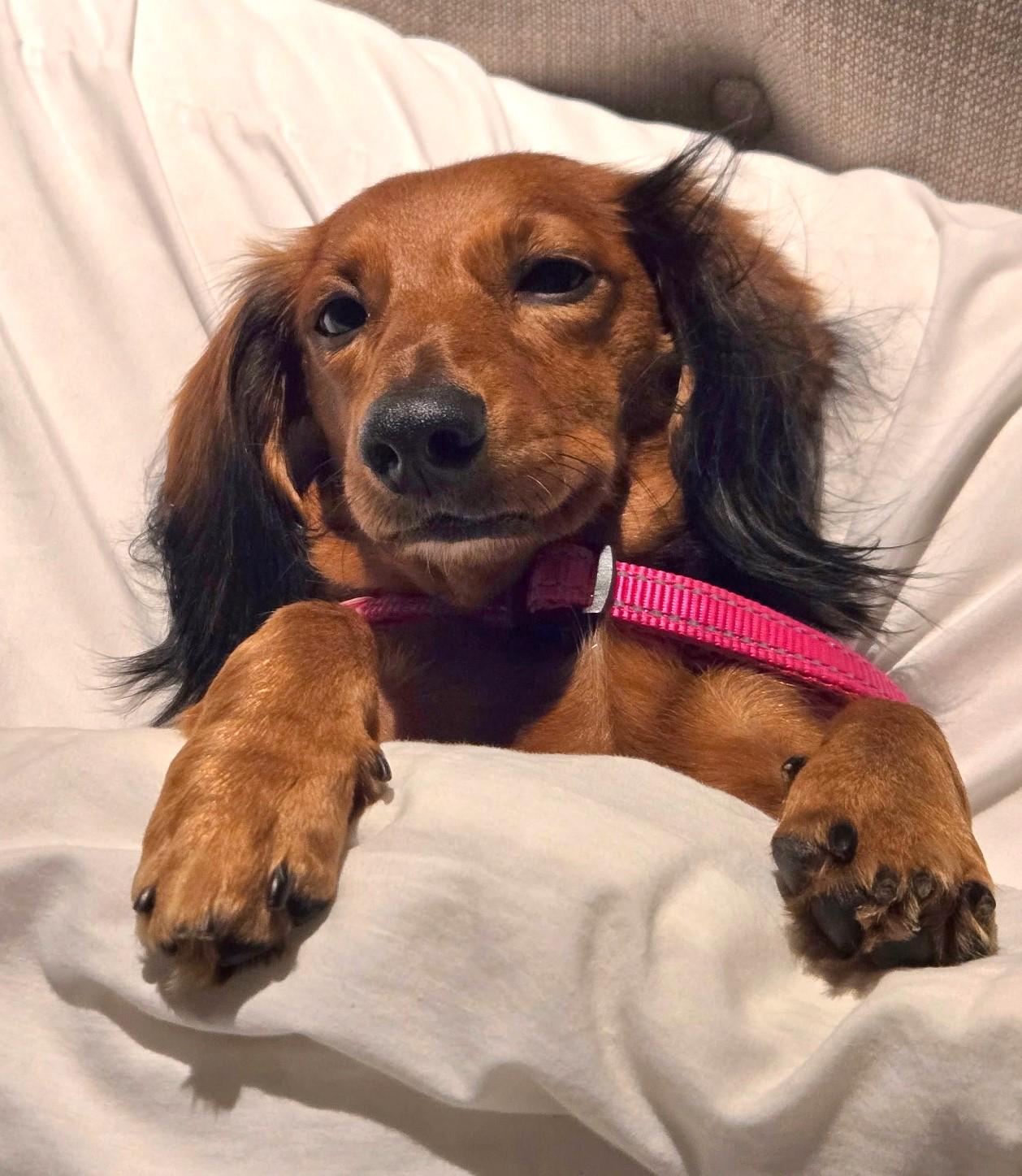 Enlarge Pip in NC, a ADOPTABLE Dachshund in Shelbyville, TN image 2/6