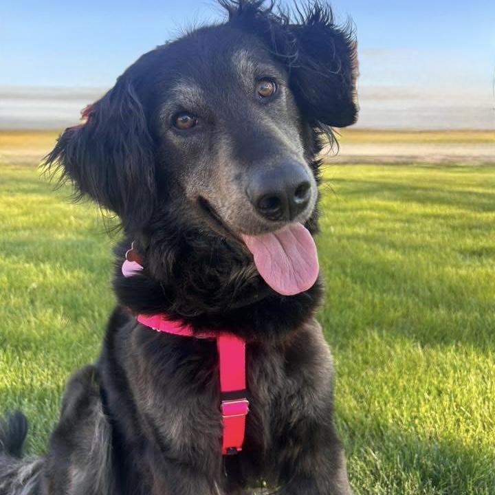 Maggie, adoptable, Adult Female Flat-Coated Retriever & German Shepherd Dog.