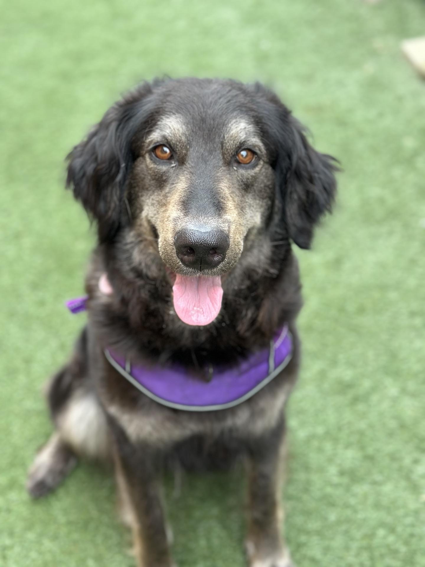 Maggie, adoptable, Adult Female Flat-Coated Retriever & German Shepherd Dog.