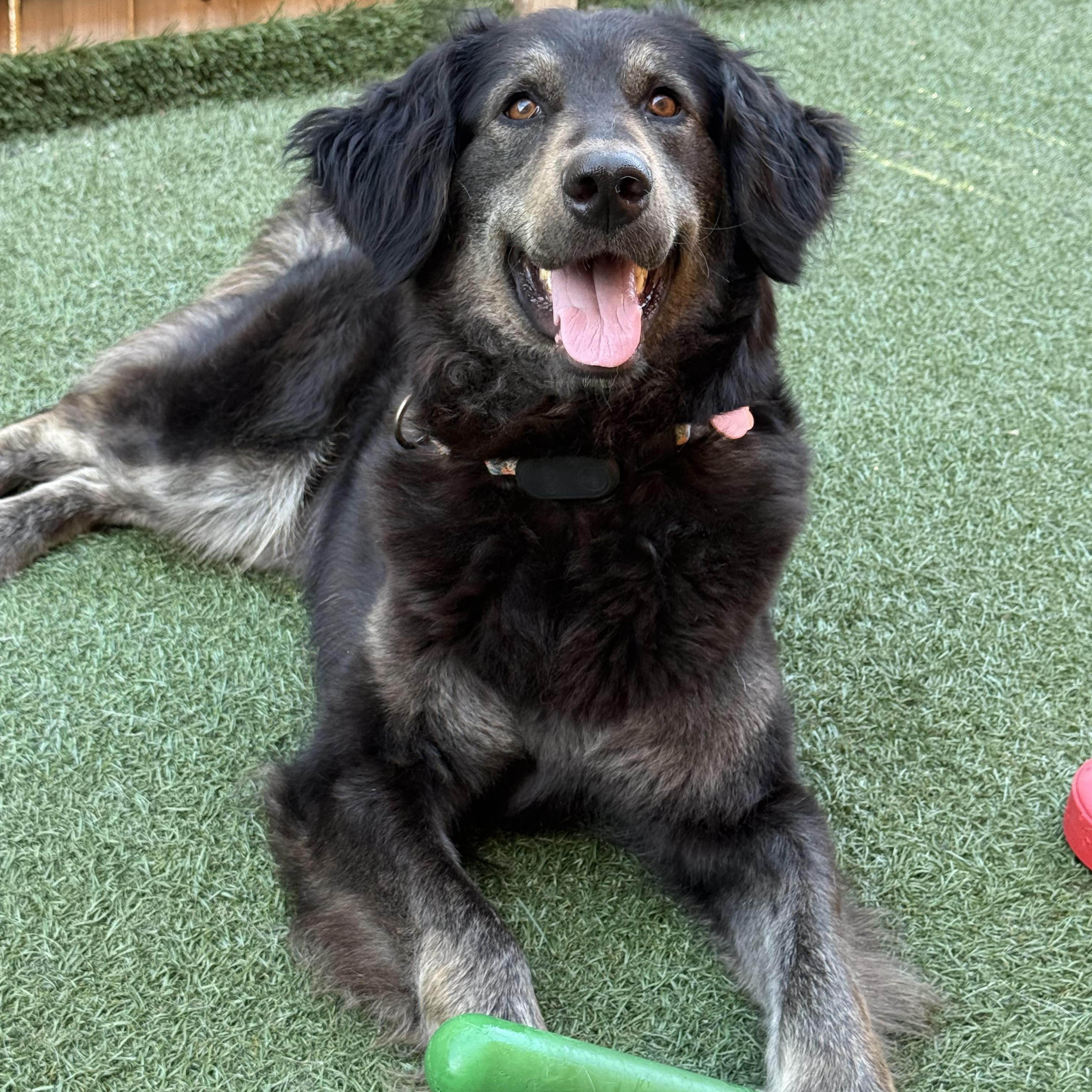 Maggie, an adoptable mixed breed in Itasca, IL image 2/4