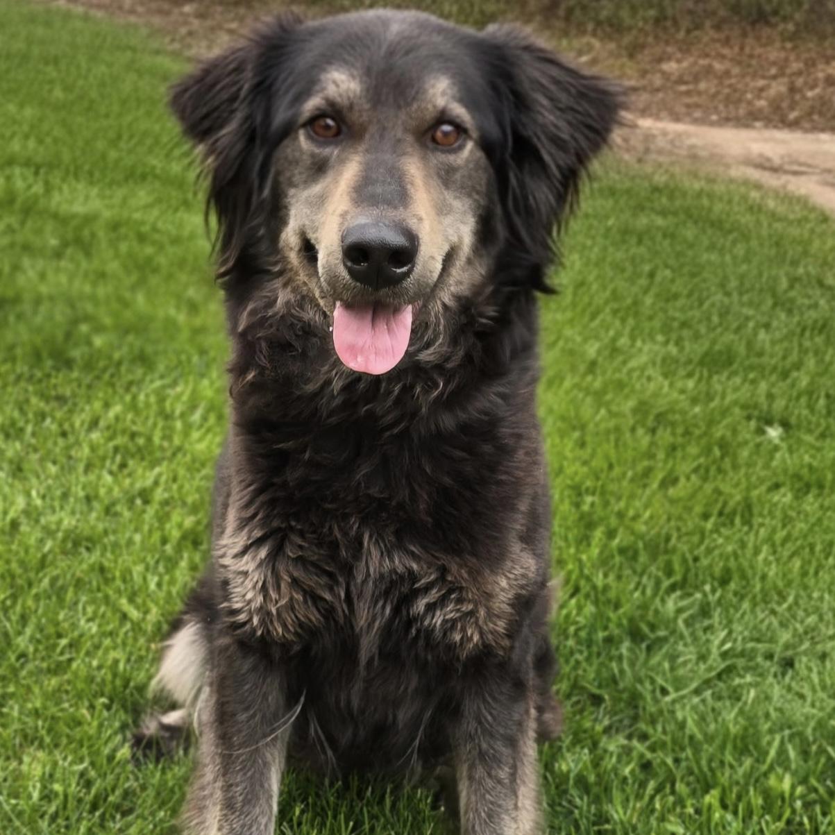 Maggie, an adoptable mixed breed in Itasca, IL image 4/4