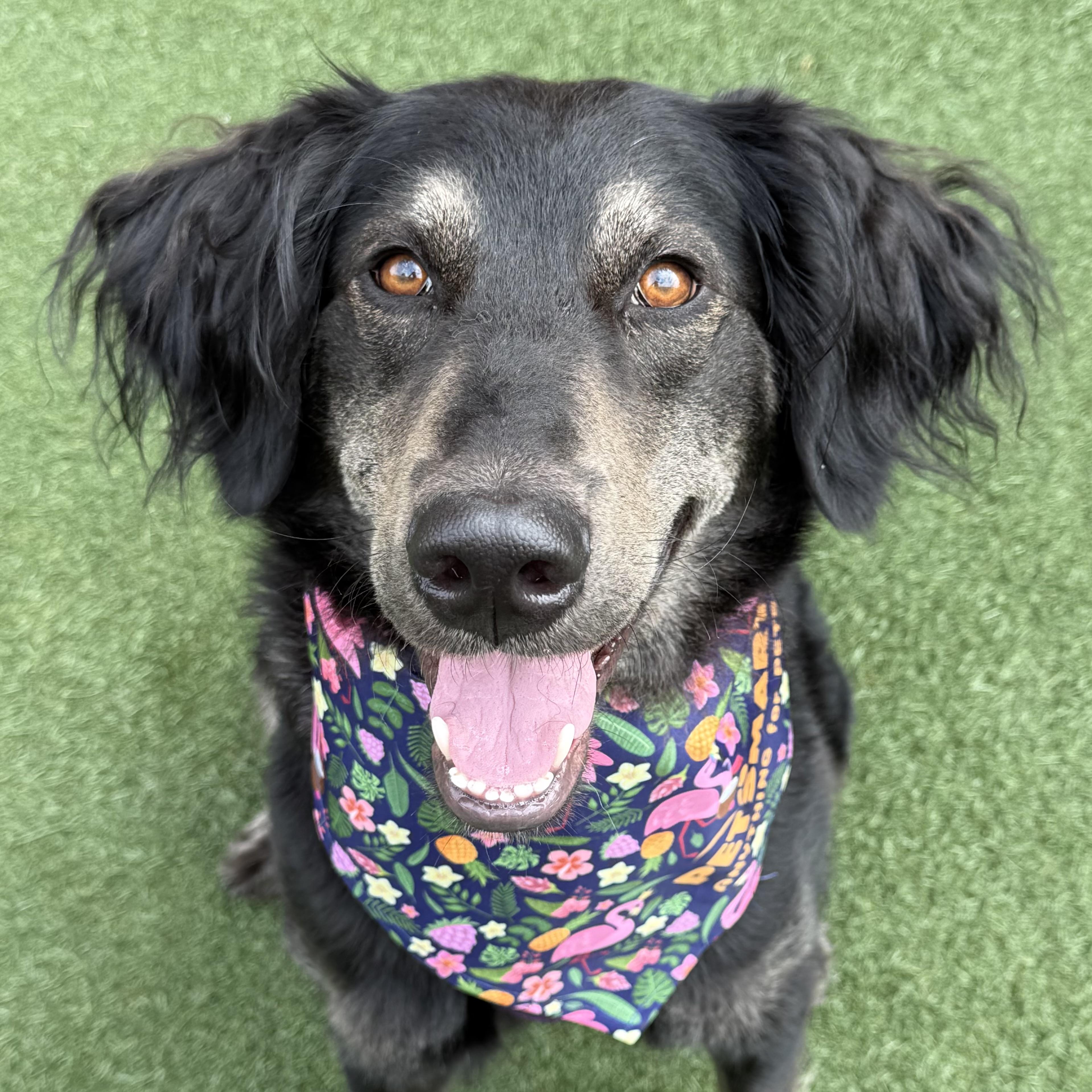 Maggie, Adoptable, Adult Female Flat-Coated Retriever & German Shepherd Dog.