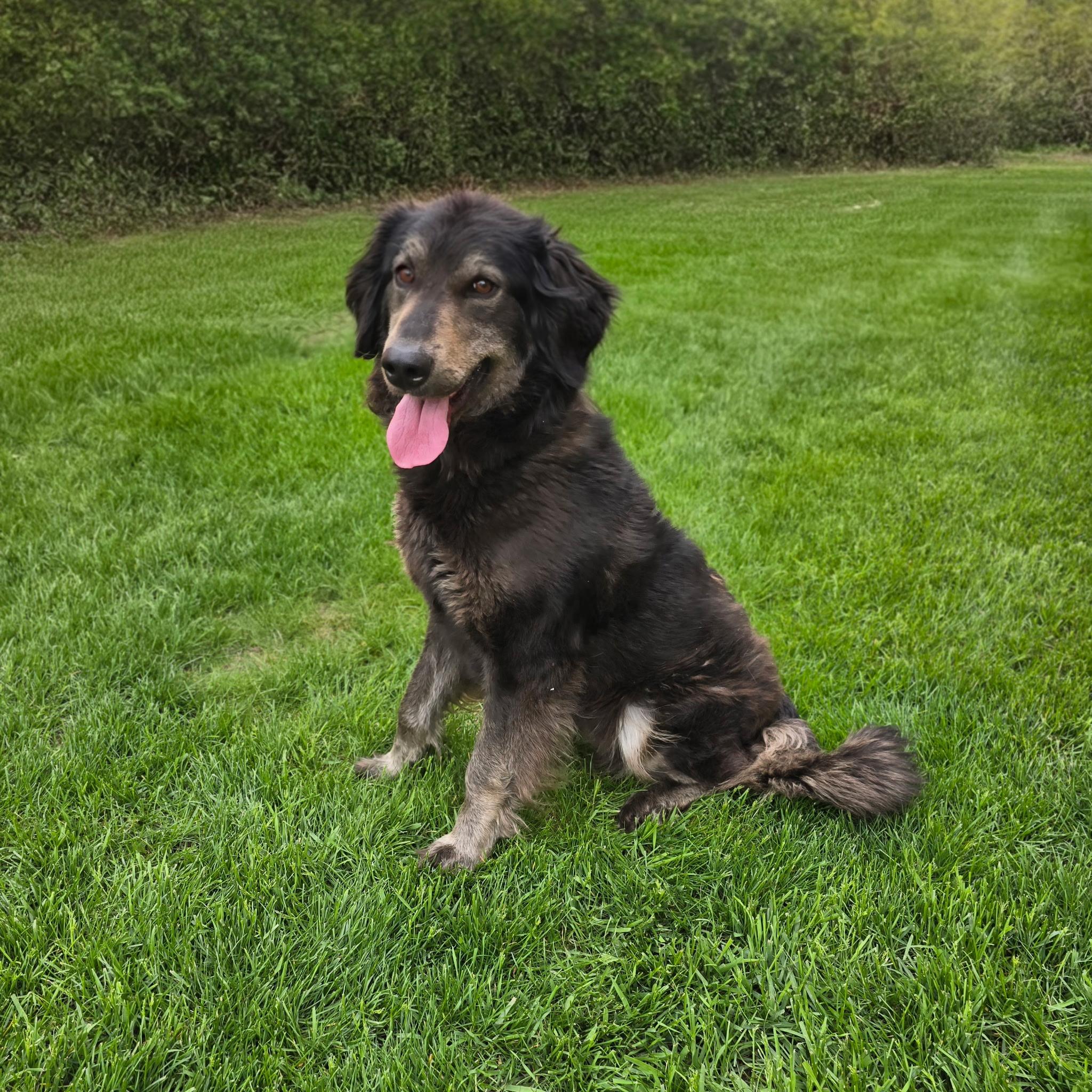 Maggie, an adoptable mixed breed in Itasca, IL image 3/4