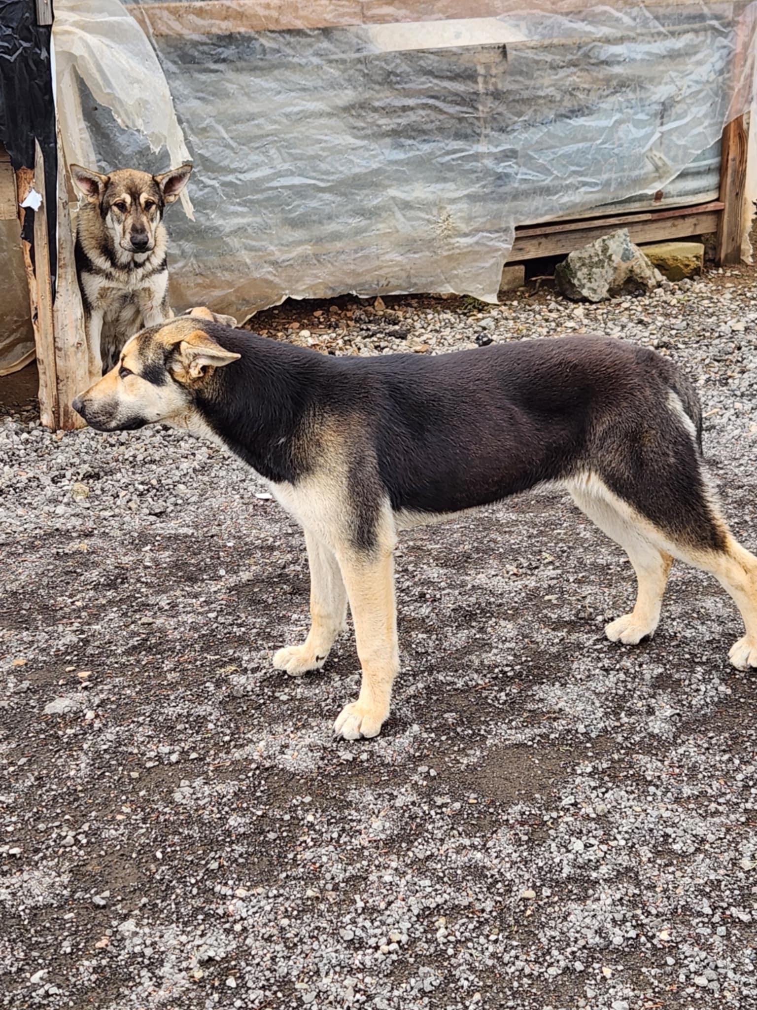 Alaric the intelligent and sweet GSD princess, a Adoptable mixed breed in Missoula, MT image 3/5