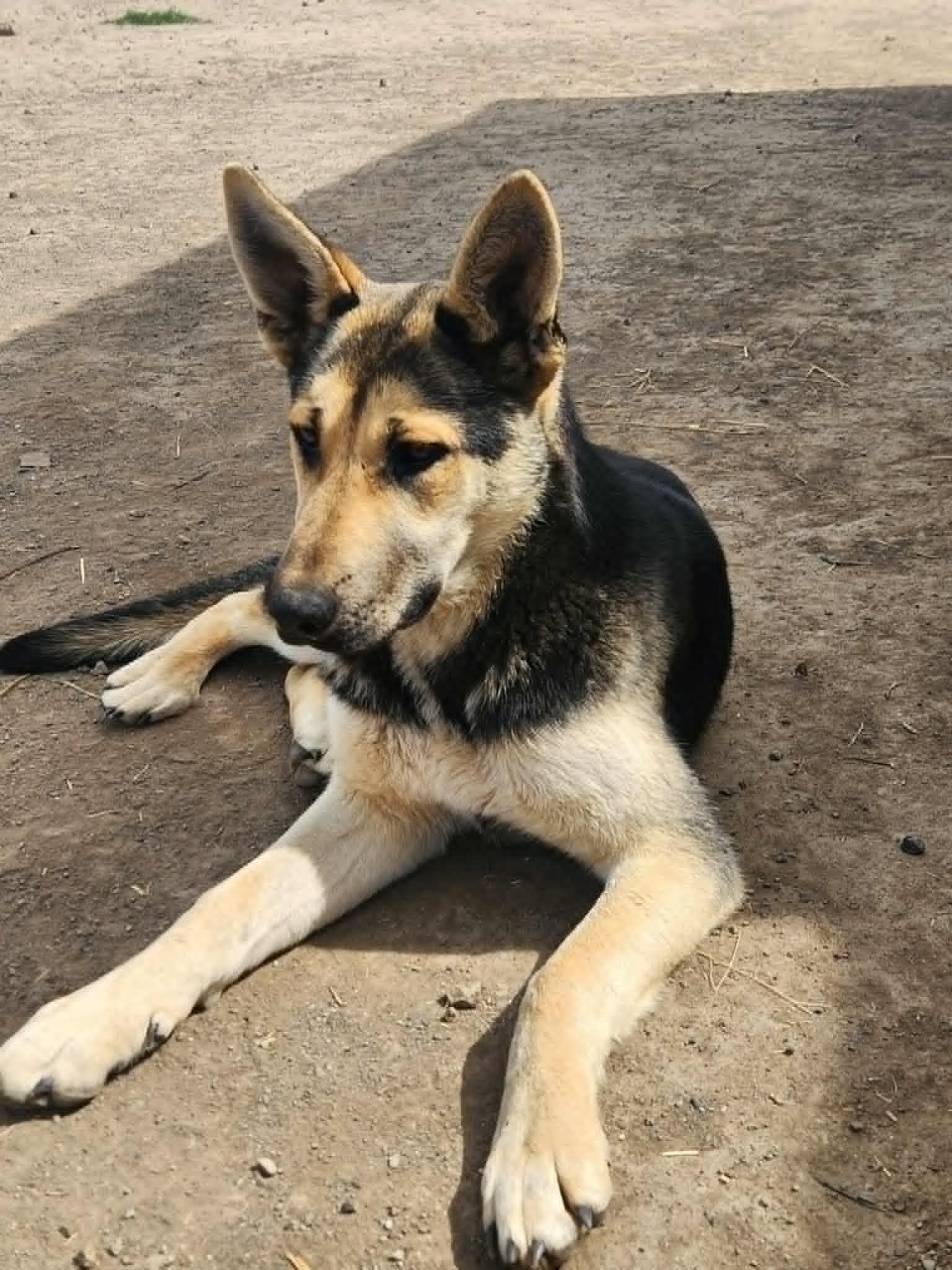 Alaric, an adoptable German Shepherd Dog, Husky in Missoula, MT, 59803 | Photo Image 1