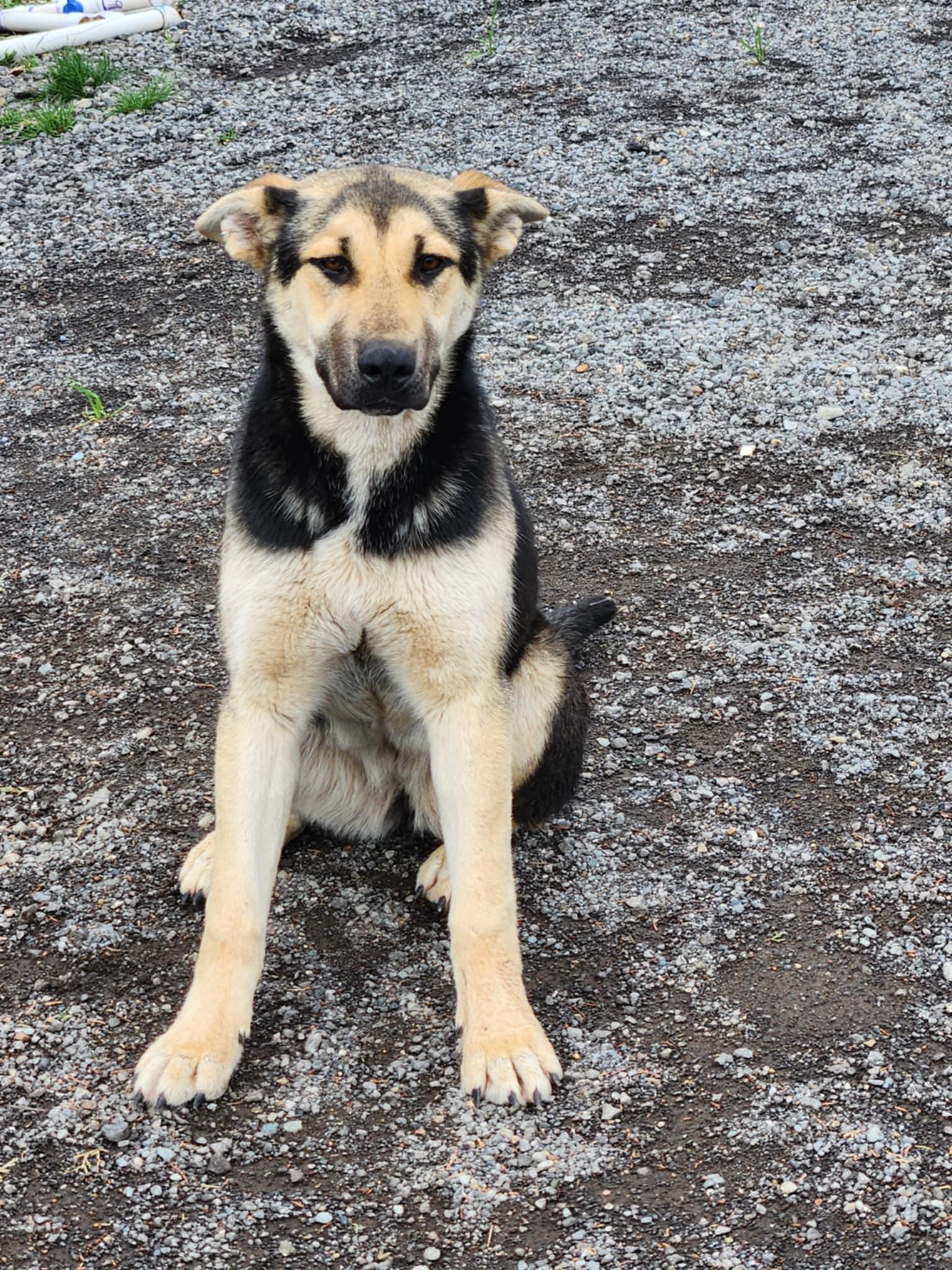 Alaric the intelligent and sweet GSD princess, a Adoptable mixed breed in Missoula, MT image 2/5