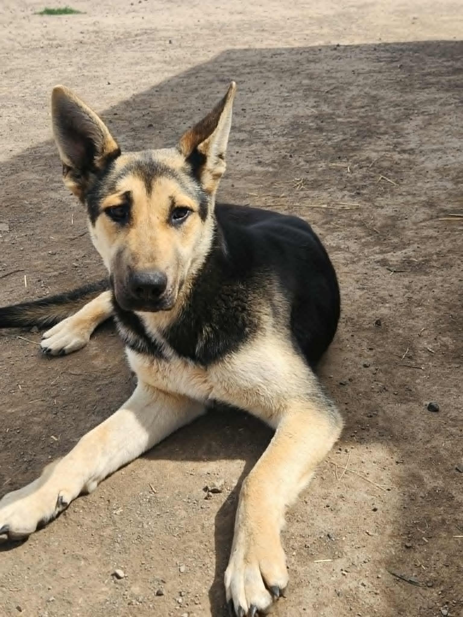 Alaric the intelligent and sweet GSD princess, a Adoptable mixed breed in Missoula, MT image 4/5