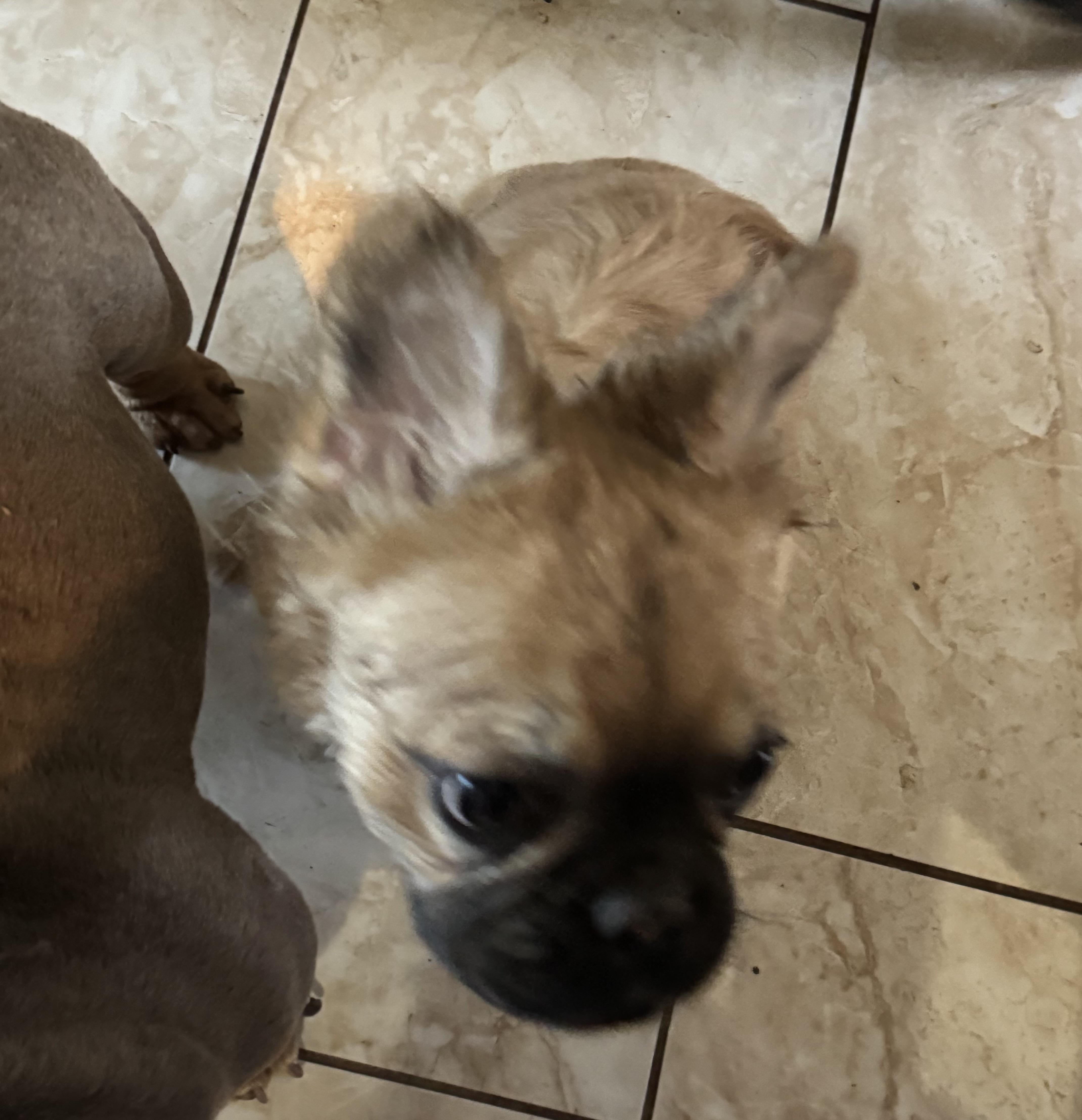 Enlarge Paddy, a ADOPTABLE French Bulldog in North Freedom, WI image 2/2