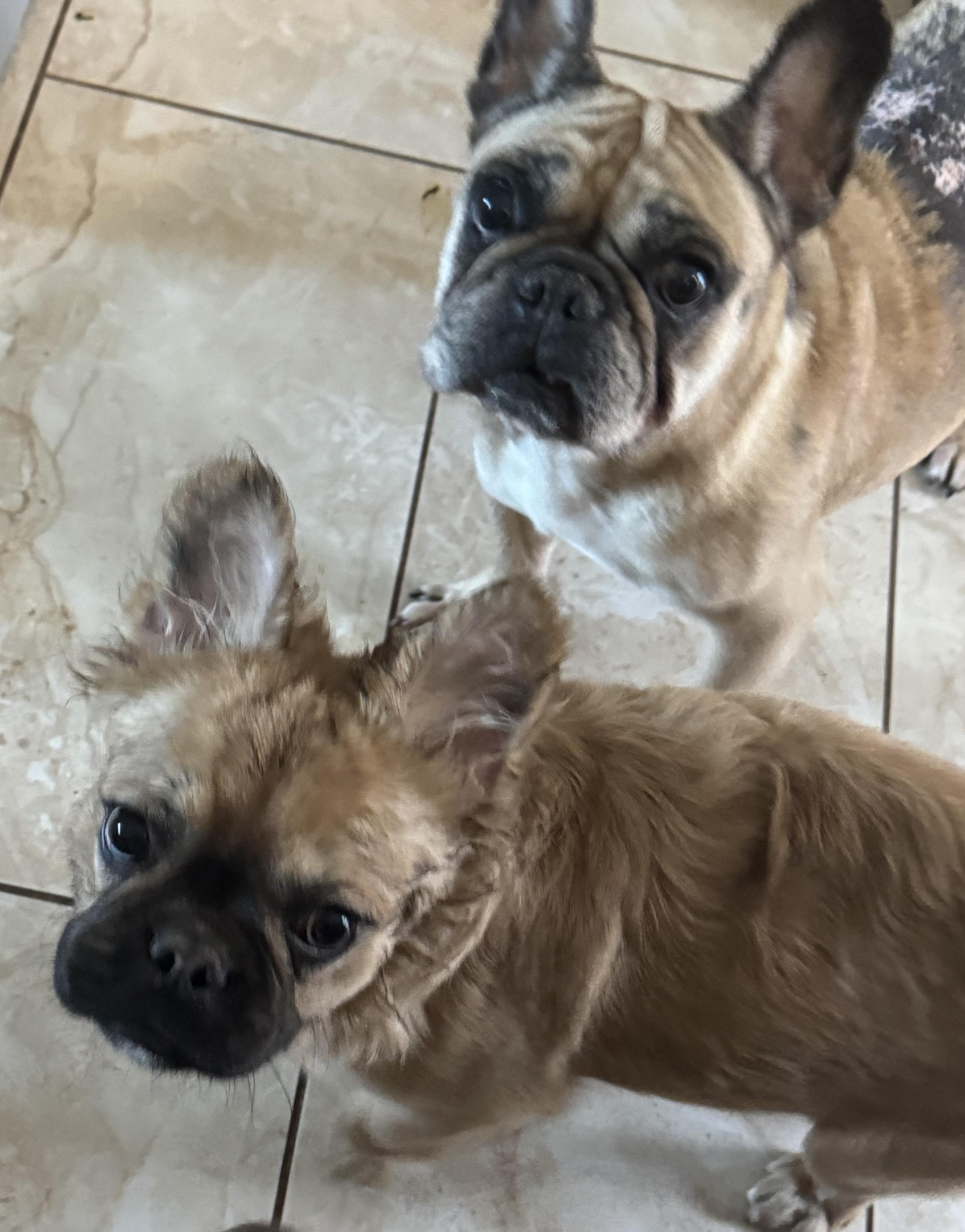 Enlarge Paddy, a ADOPTABLE French Bulldog in North Freedom, WI image 1/2