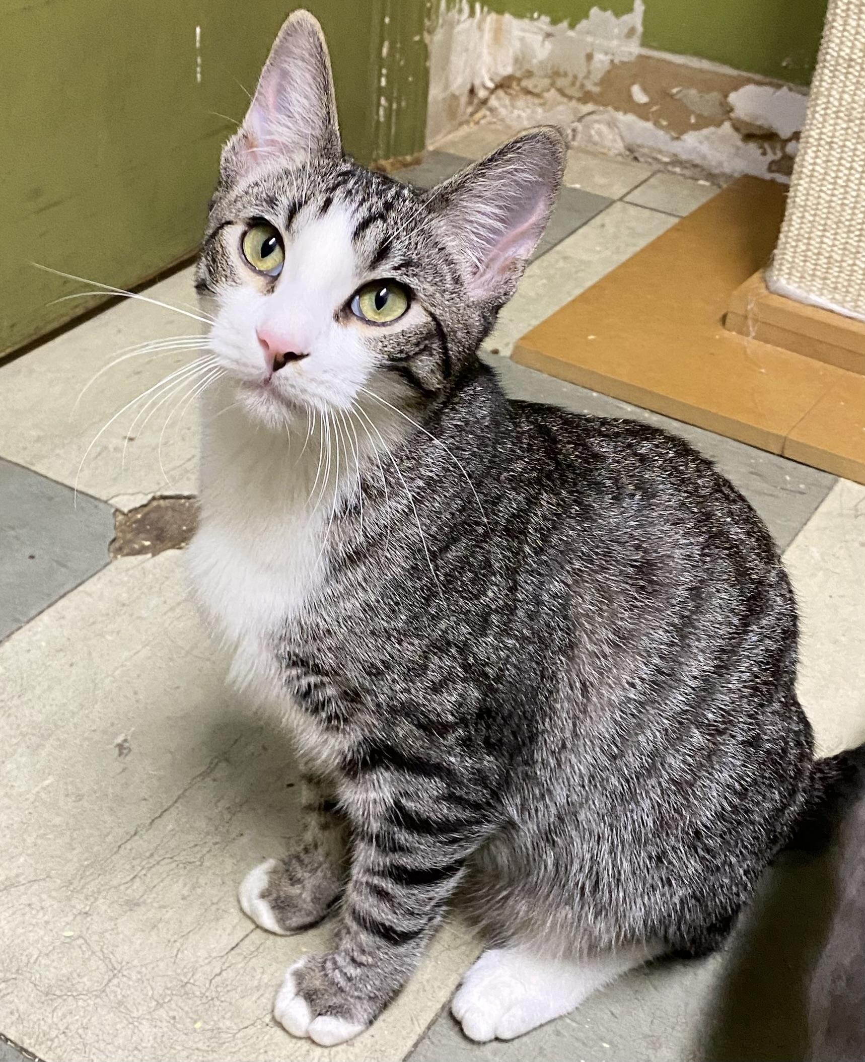 Shohei (very friendly), Adoptable, Young Male Domestic Short Hair.