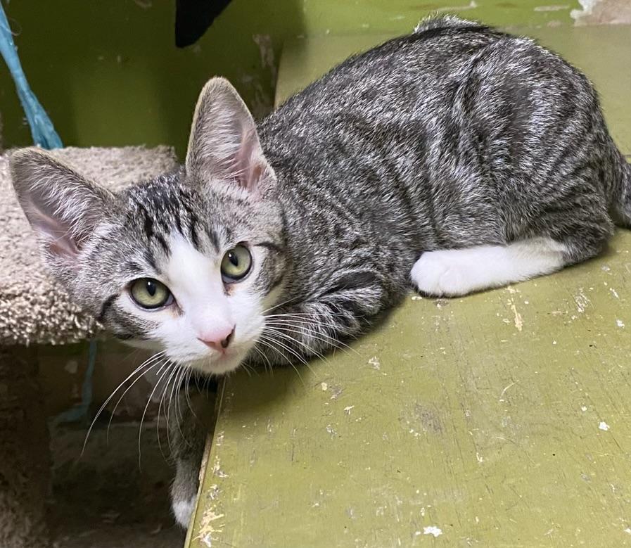 Shohei (very friendly), a Adoptable Domestic Short Hair in Los Angeles, CA image 2/2