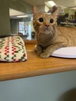 Tot, Adoptable, Young Female Domestic Short Hair.