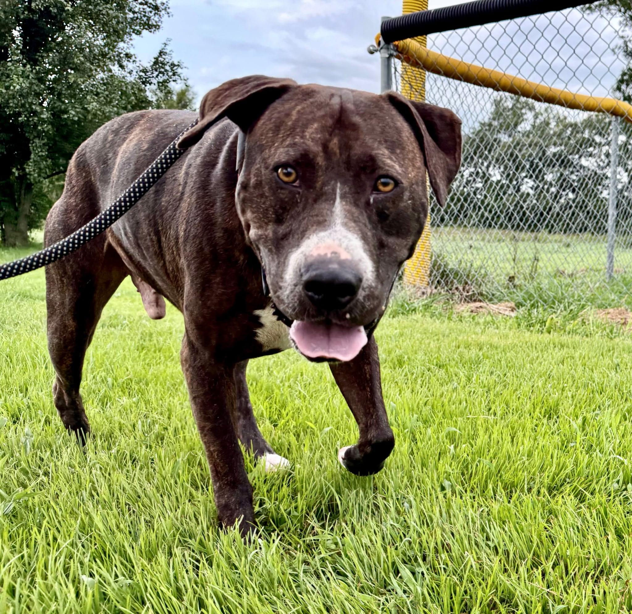 Enlarge Dodge, a ADOPTABLE mixed breed in Petersburg, IN image 1/1