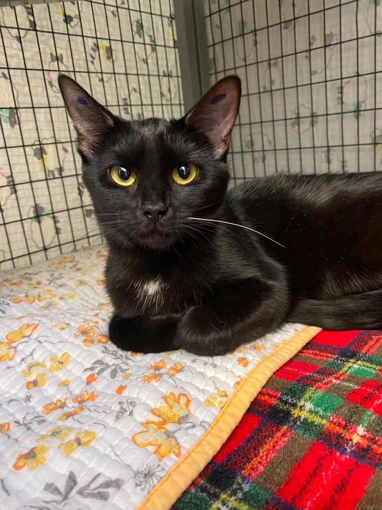 Enlarge Smoke, a Adoptable mixed breed in Grants Pass, OR image 1/1