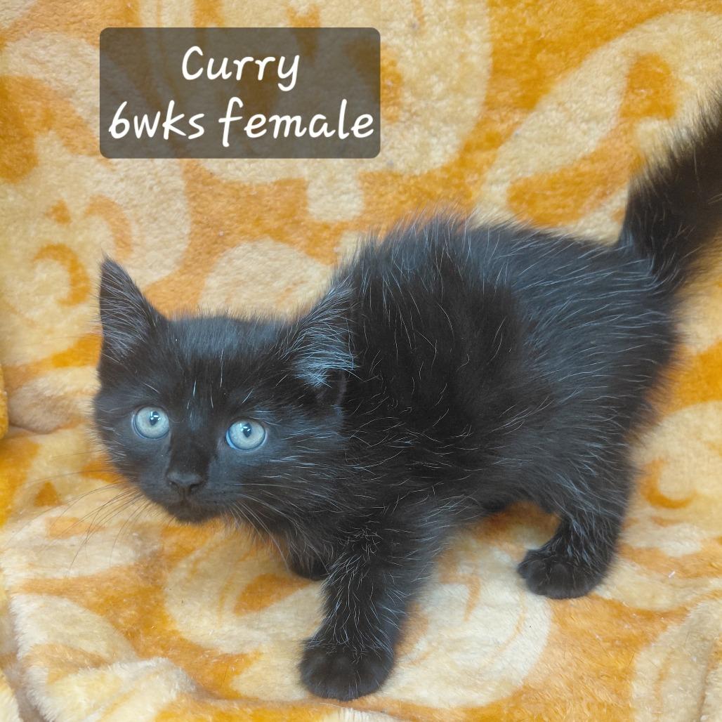 Curry photo