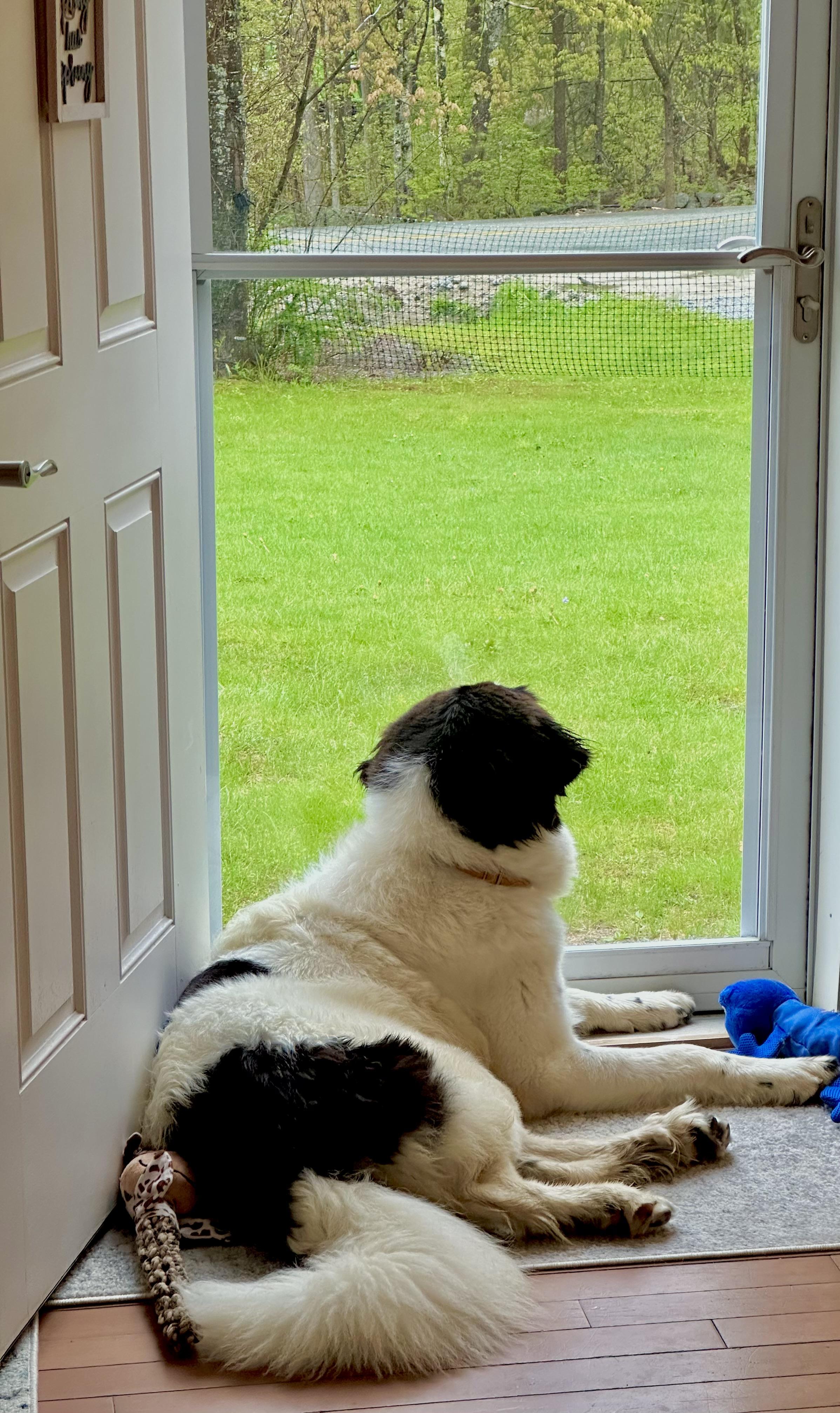 Jade in NH! Come Meet our Adoptable Dogs Wednesday-Saturday. More info in Bio!, a ADOPTABLE mixed breed in Manchester, NH image 3/4