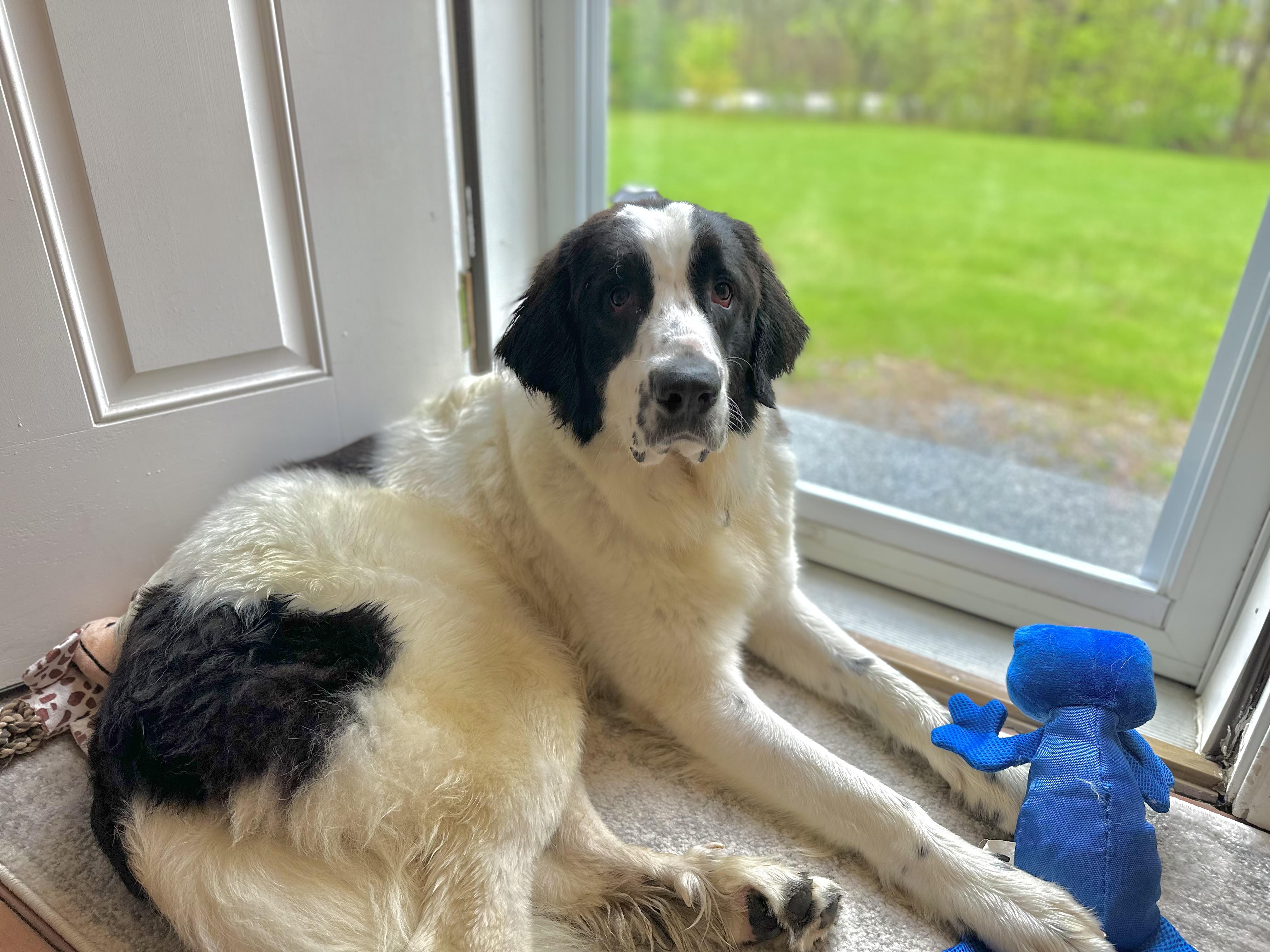 Jade in NH! Come Meet our Adoptable Dogs Wednesday-Saturday. More info in Bio!, a ADOPTABLE mixed breed in Manchester, NH image 2/4