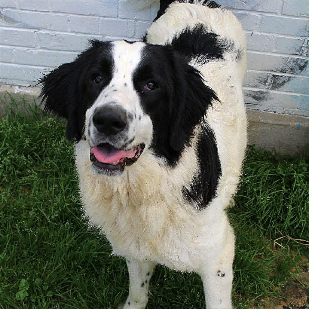 Jade in NH! Come Meet our Adoptable Dogs Wednesday-Saturday. More info in Bio!, a ADOPTABLE mixed breed in Manchester, NH image 1/4