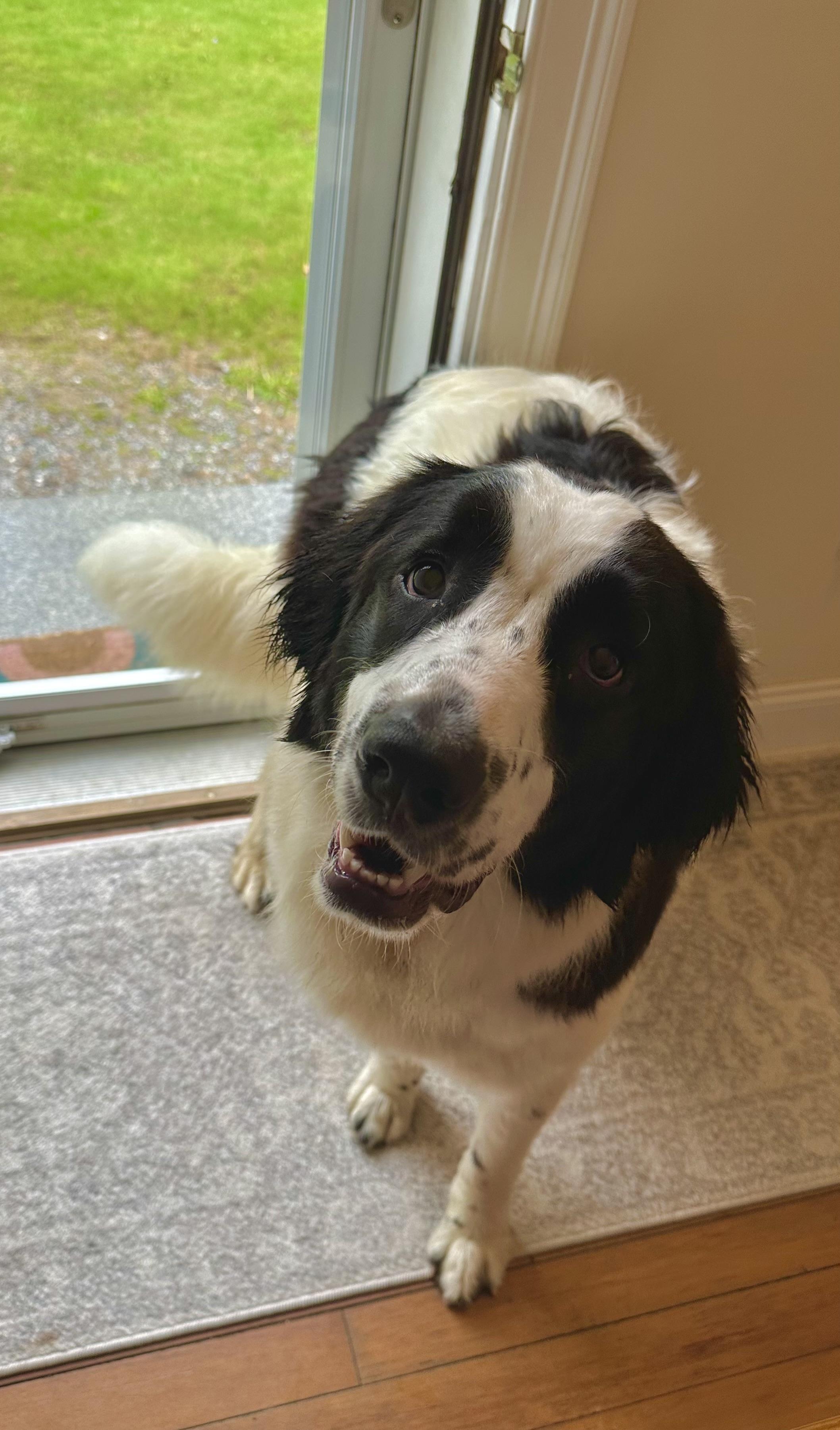 Jade in NH! Come Meet our Adoptable Dogs Wednesday-Saturday. More info in Bio!, a ADOPTABLE mixed breed in Manchester, NH image 4/4
