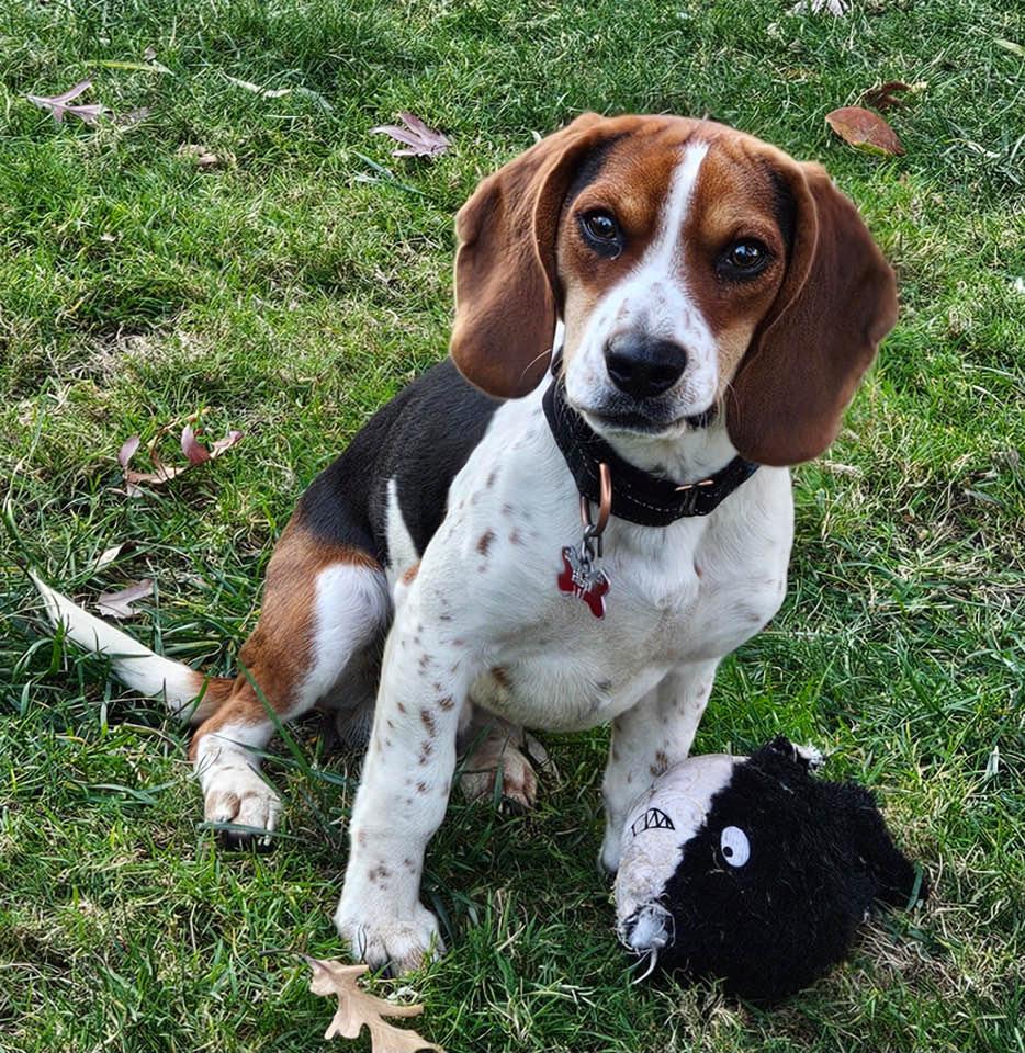 Enlarge Eric, an adopted Beagle in Flossmoor, IL image 1/1