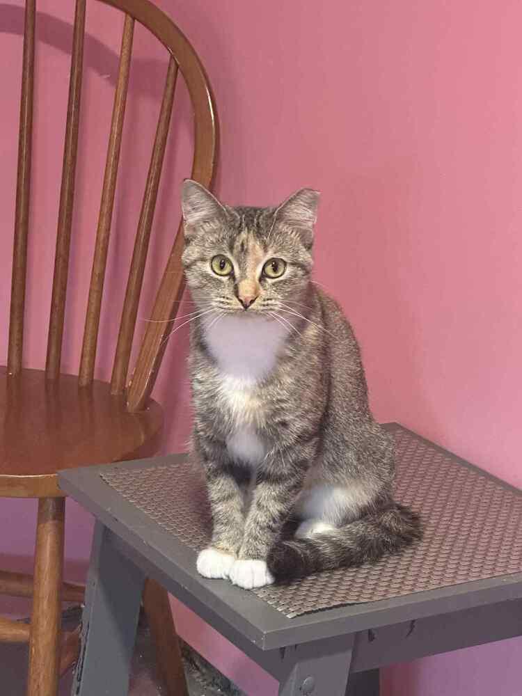 Enlarge Princess Peach III, a Adoptable Domestic Short Hair in Muskegon, MI image 1/3