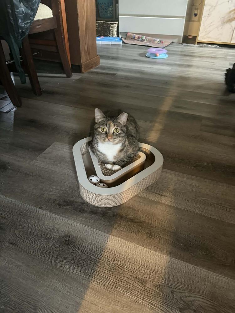 Enlarge Princess Peach III, a Adoptable Domestic Short Hair in Muskegon, MI image 2/4