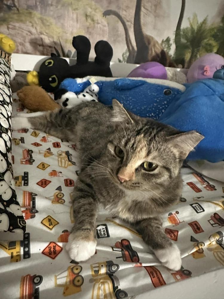 Enlarge Princess Peach III, a Adoptable Domestic Short Hair in Muskegon, MI image 2/3