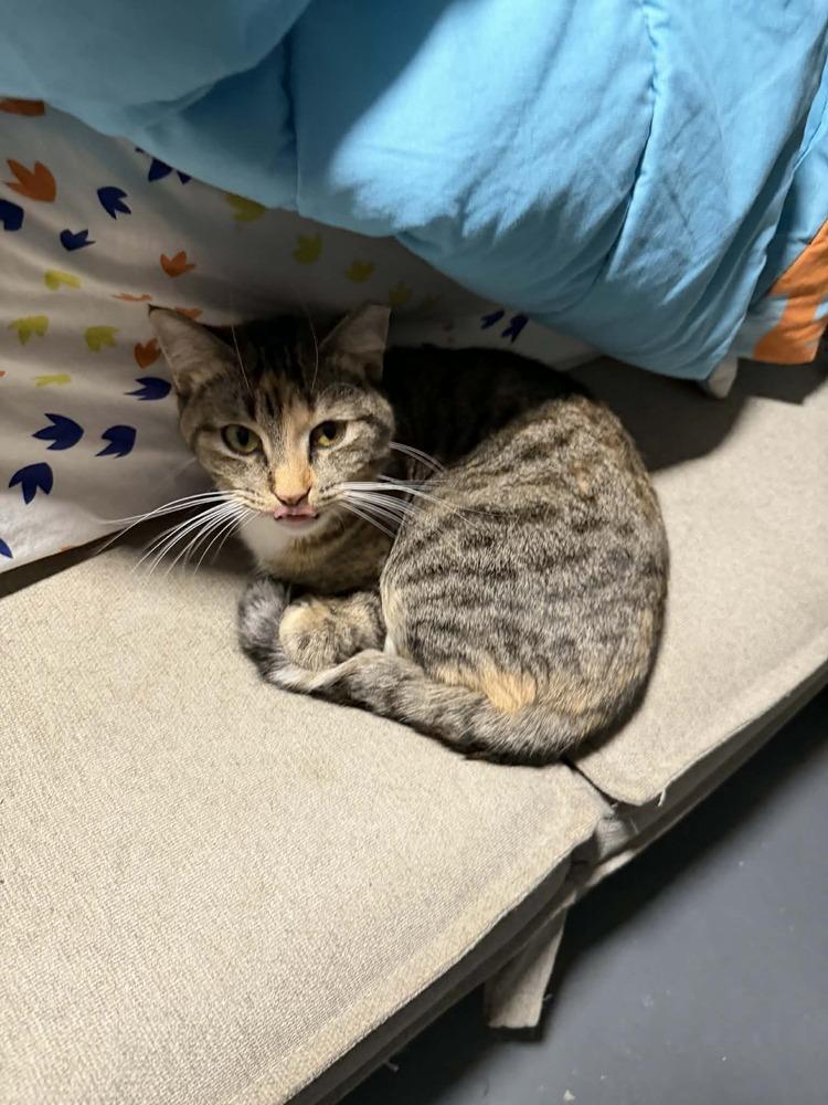 Enlarge Princess Peach III, a Adoptable Domestic Short Hair in Muskegon, MI image 3/3