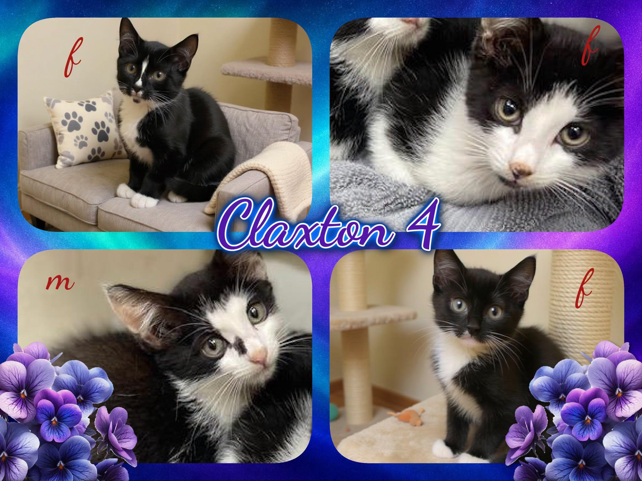 Enlarge Claxton 4, a ADOPTABLE Domestic Short Hair in Corinth, NY image 1/1