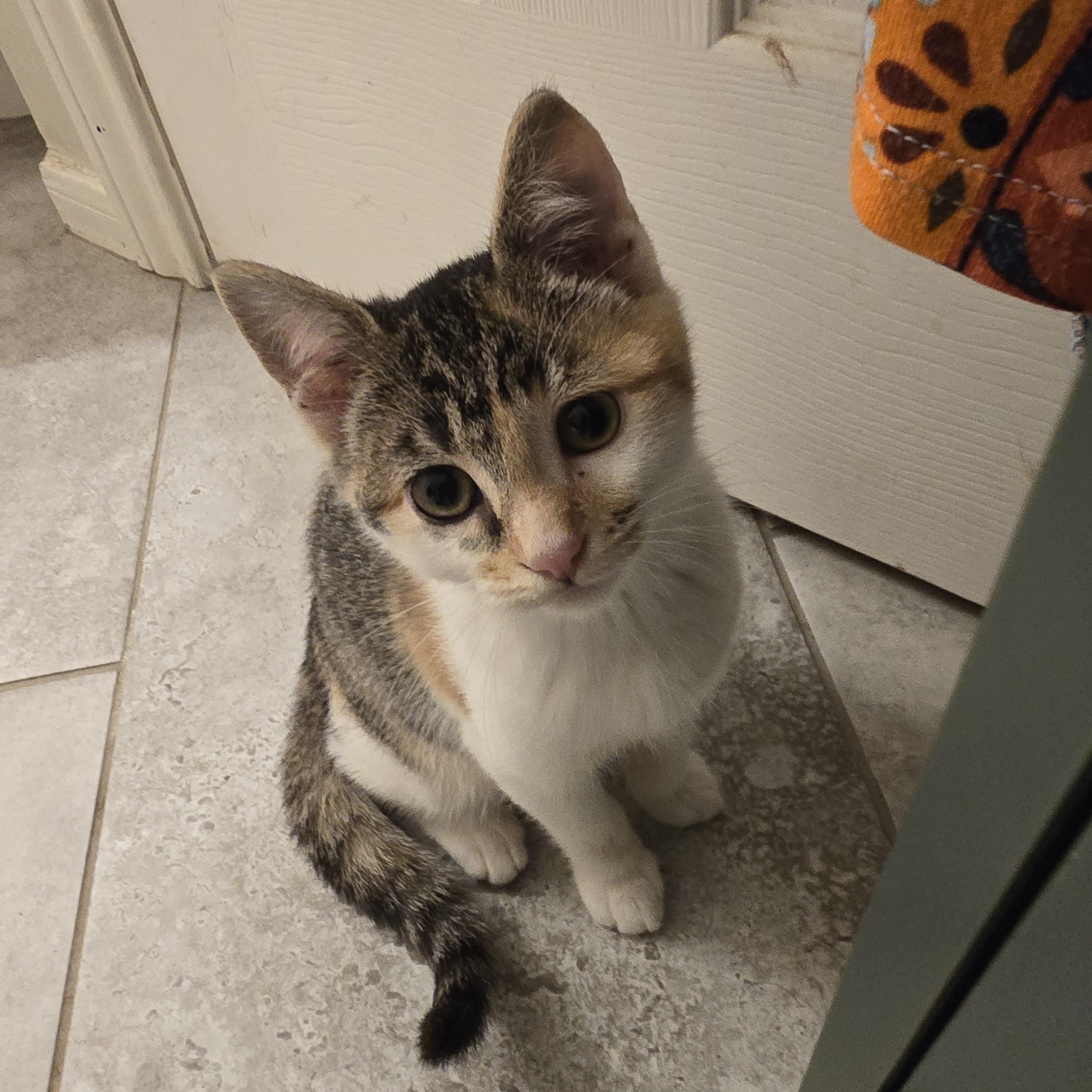 Enlarge Fidelia OR14275-T, an adopted mixed breed in Beaverton, OR image 5/6