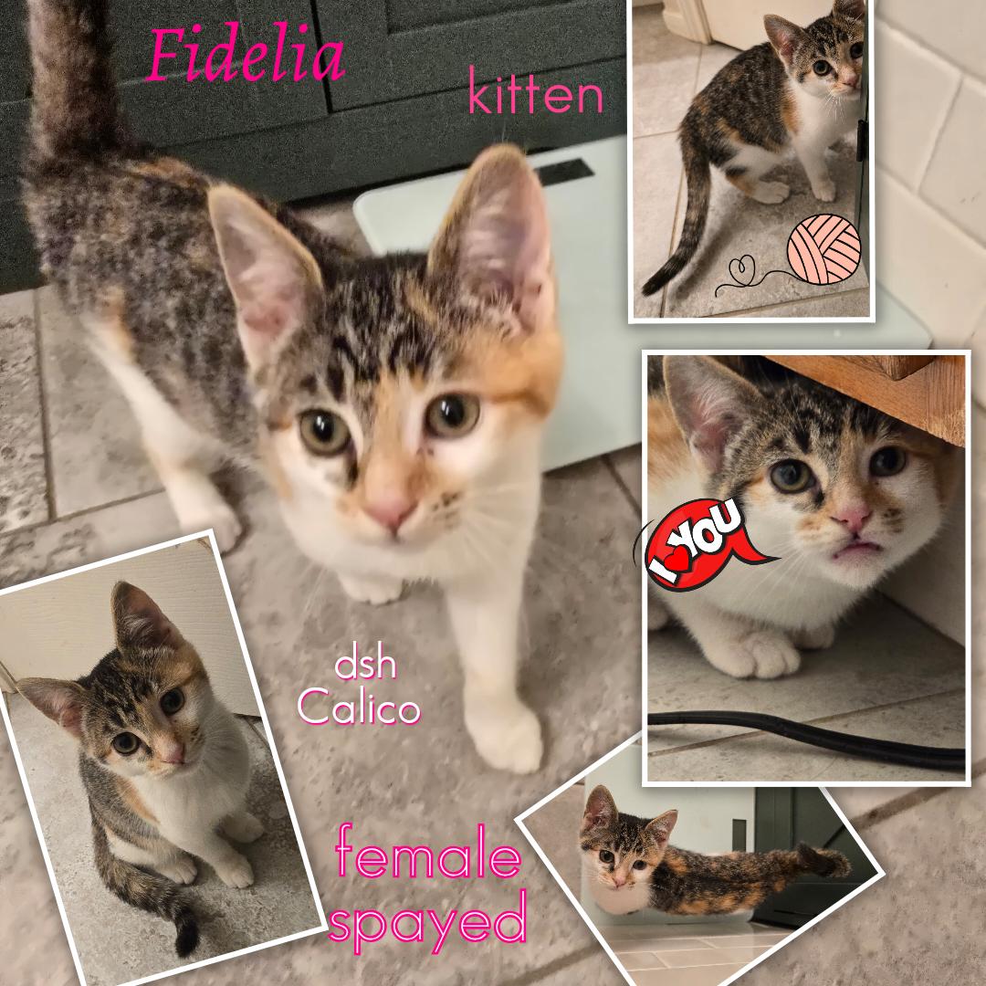 Enlarge Fidelia OR14275-T, an adopted mixed breed in Beaverton, OR image 1/6