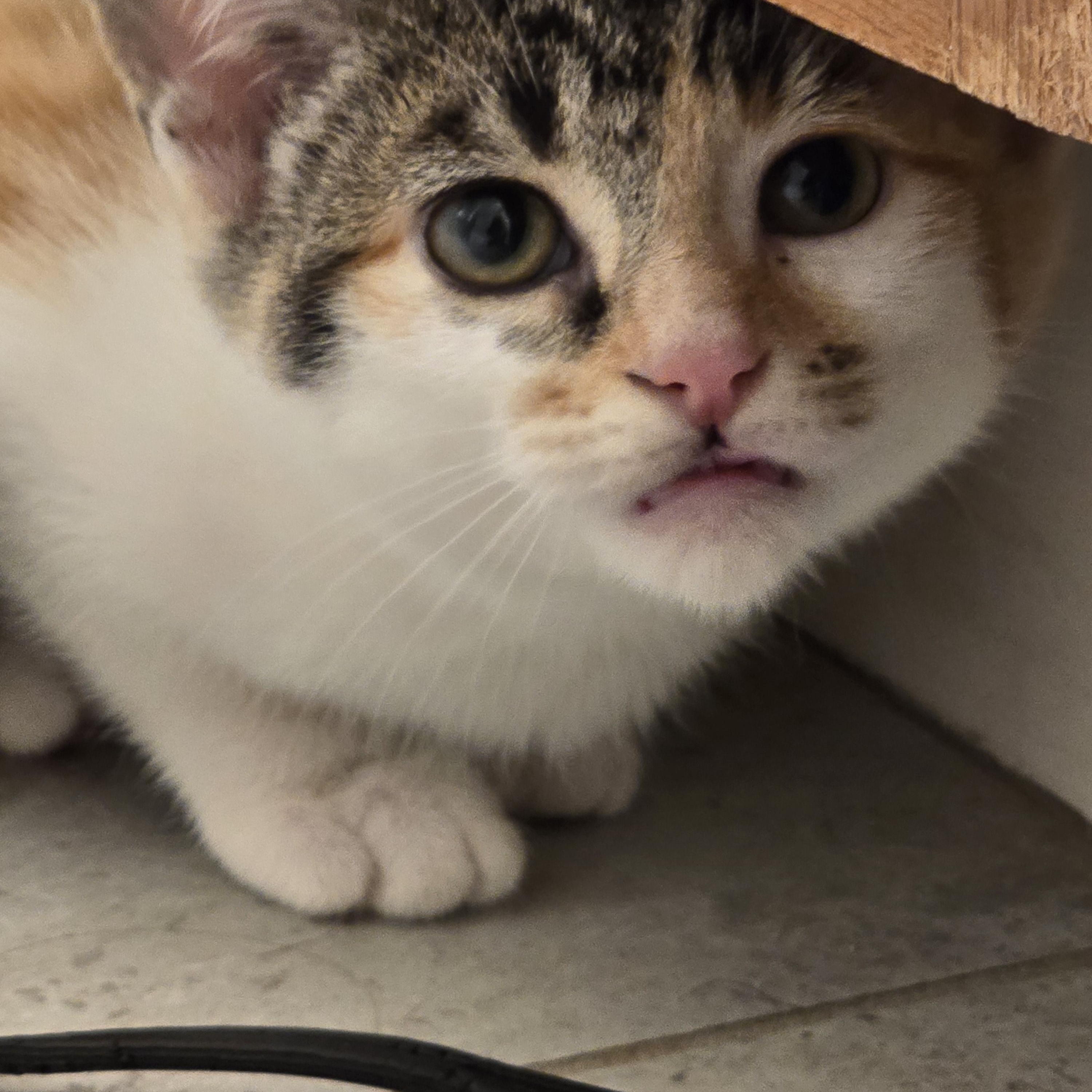 Enlarge Fidelia OR14275-T, an adopted mixed breed in Beaverton, OR image 6/6