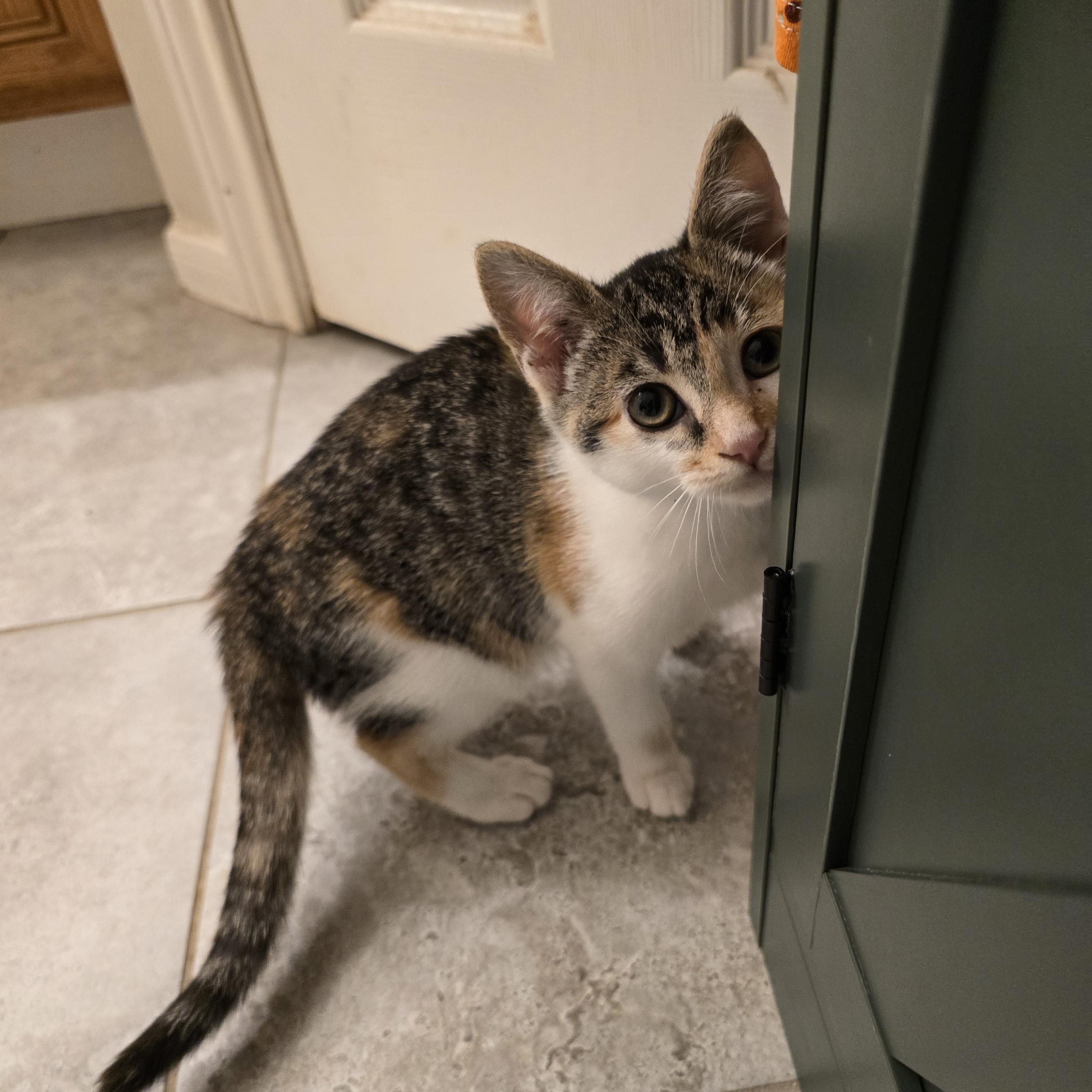 Enlarge Fidelia OR14275-T, an adopted mixed breed in Beaverton, OR image 4/6