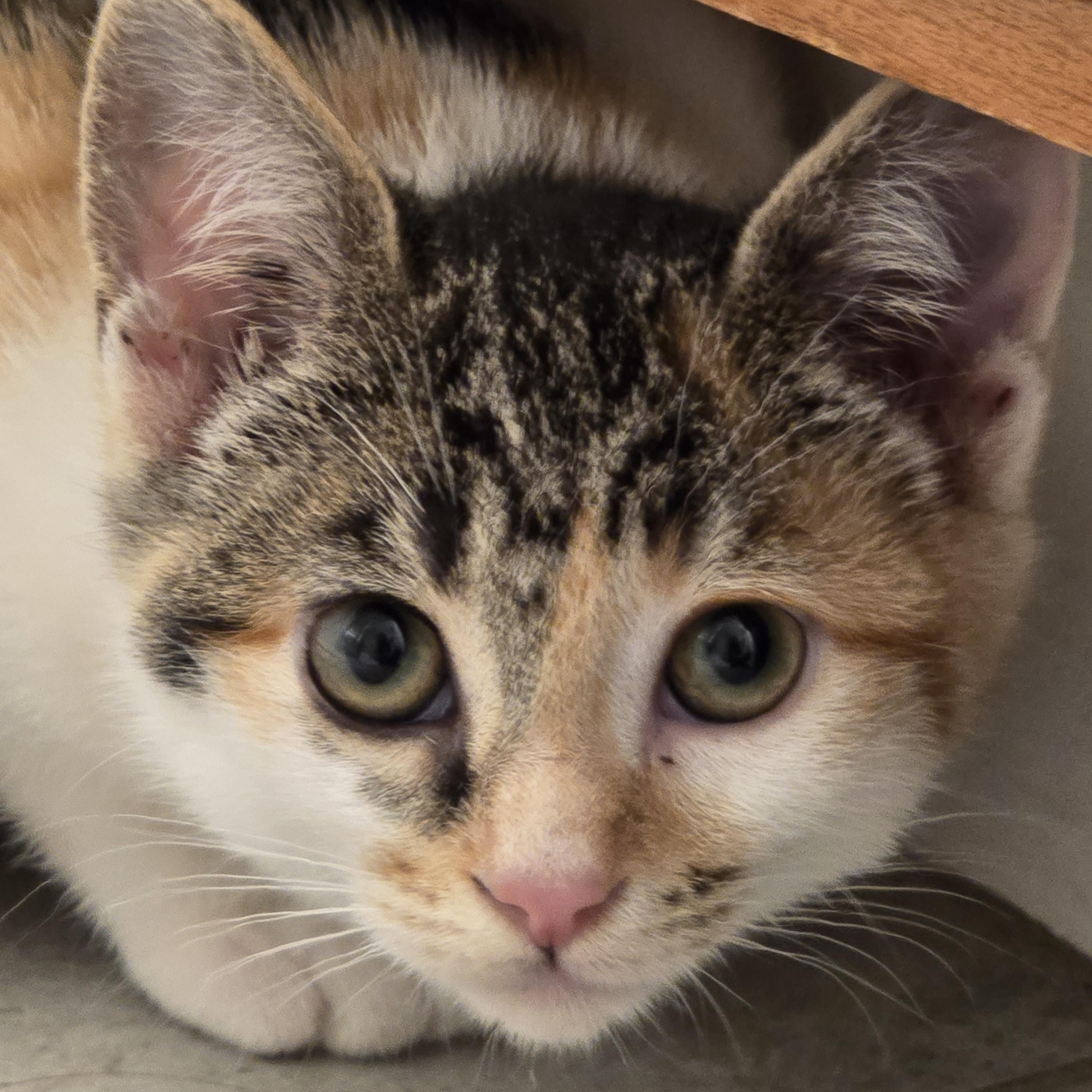 Enlarge Fidelia OR14275-T, an adopted mixed breed in Beaverton, OR image 2/6