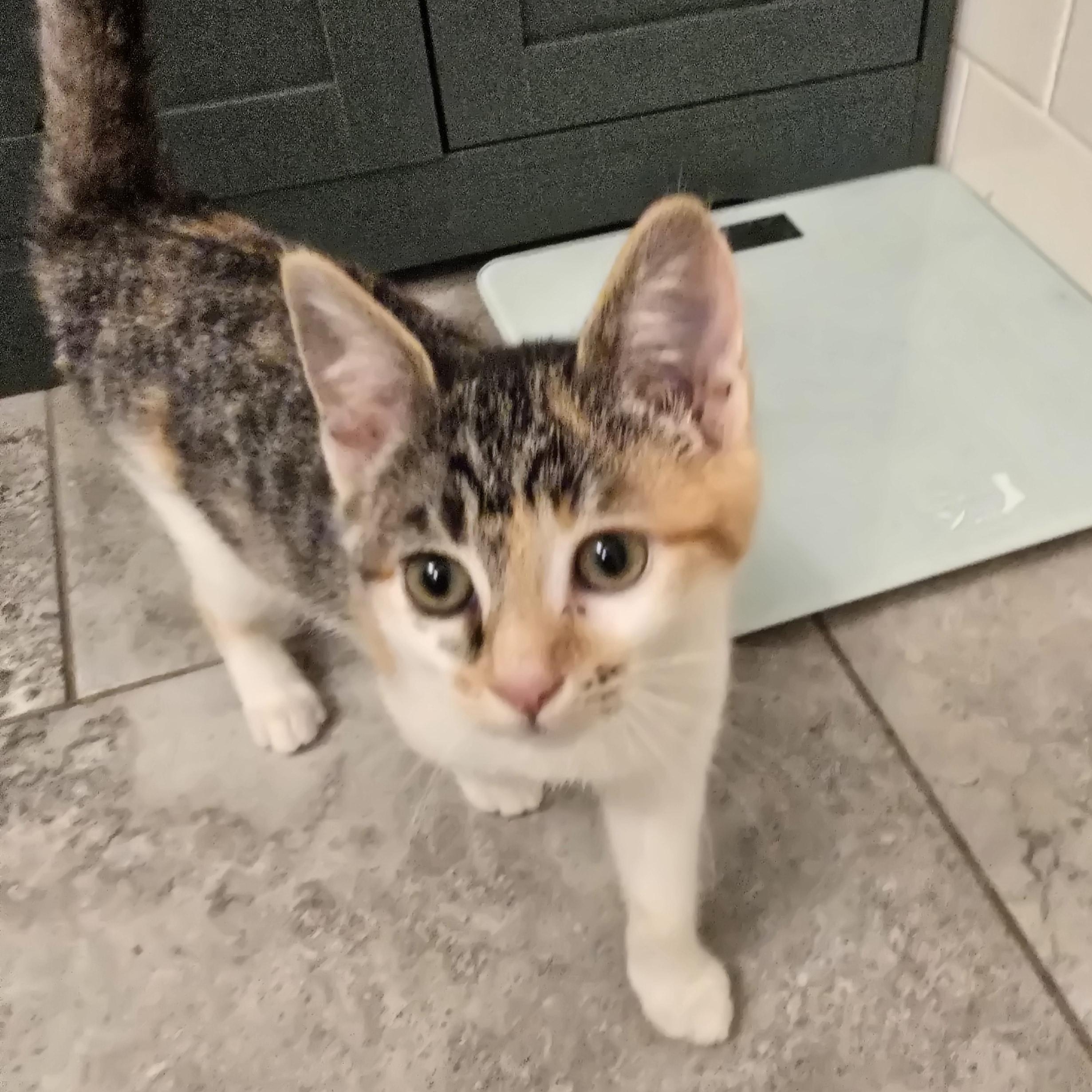 Enlarge Fidelia OR14275-T, an adopted mixed breed in Beaverton, OR image 3/6