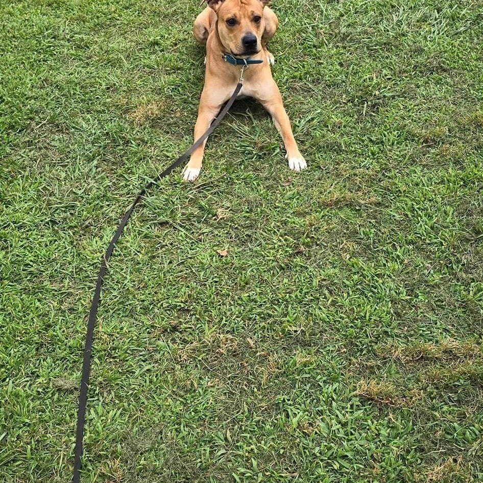 Rico, a Adoptable mixed breed in Hickory, NC image 2/6