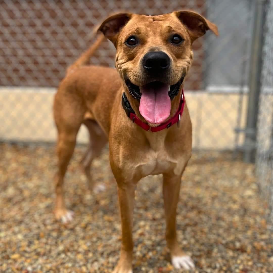 Rico, a Adoptable mixed breed in Hickory, NC image 1/6